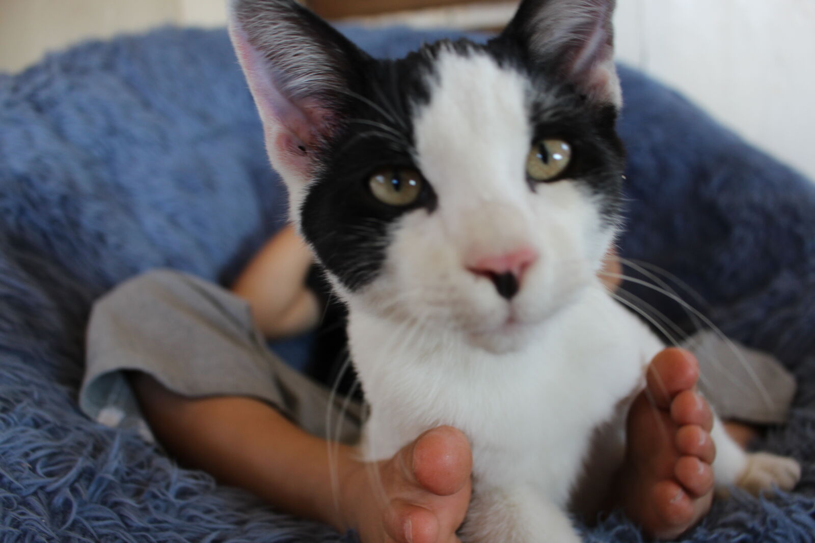 Canon EOS 700D (EOS Rebel T5i / EOS Kiss X7i) sample photo. Cute, cat, black, white photography