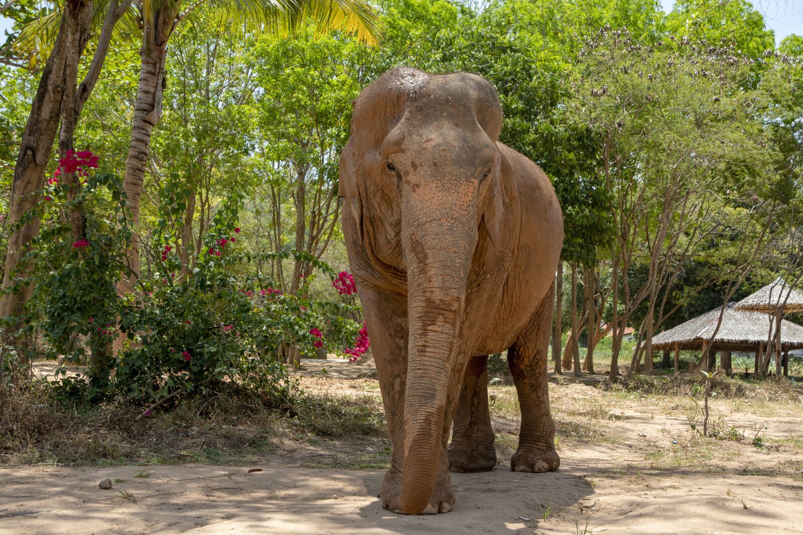 Nikon D500 sample photo. Elephant, thailand, ko samui photography