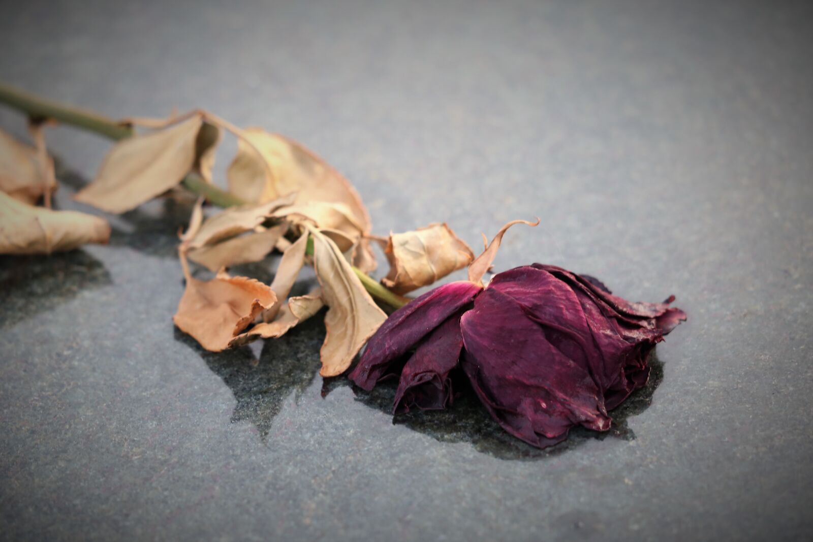 Canon EOS 6D sample photo. Dry red rose, left photography