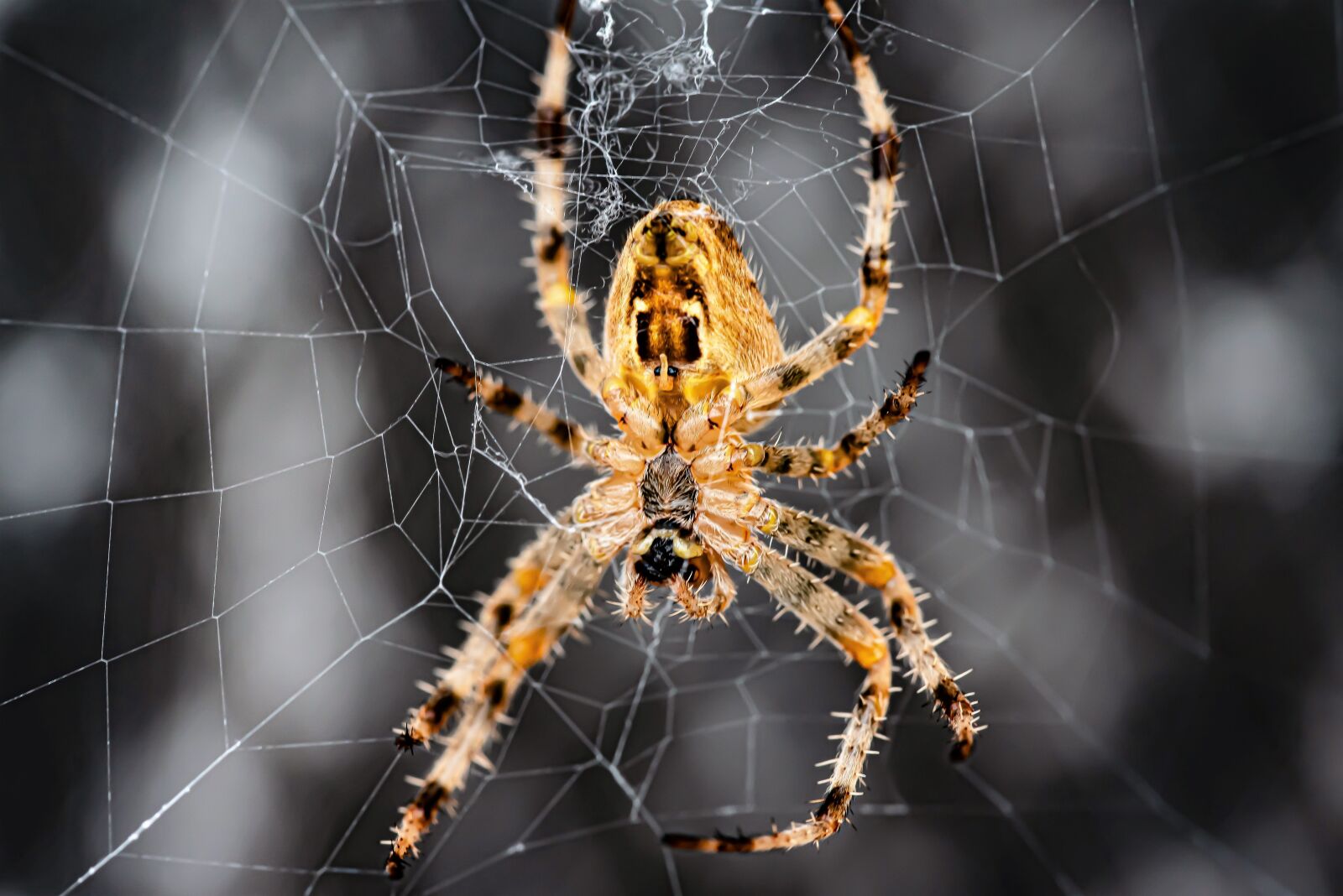 Nikon D750 sample photo. Araneus, garden animal, wheel photography