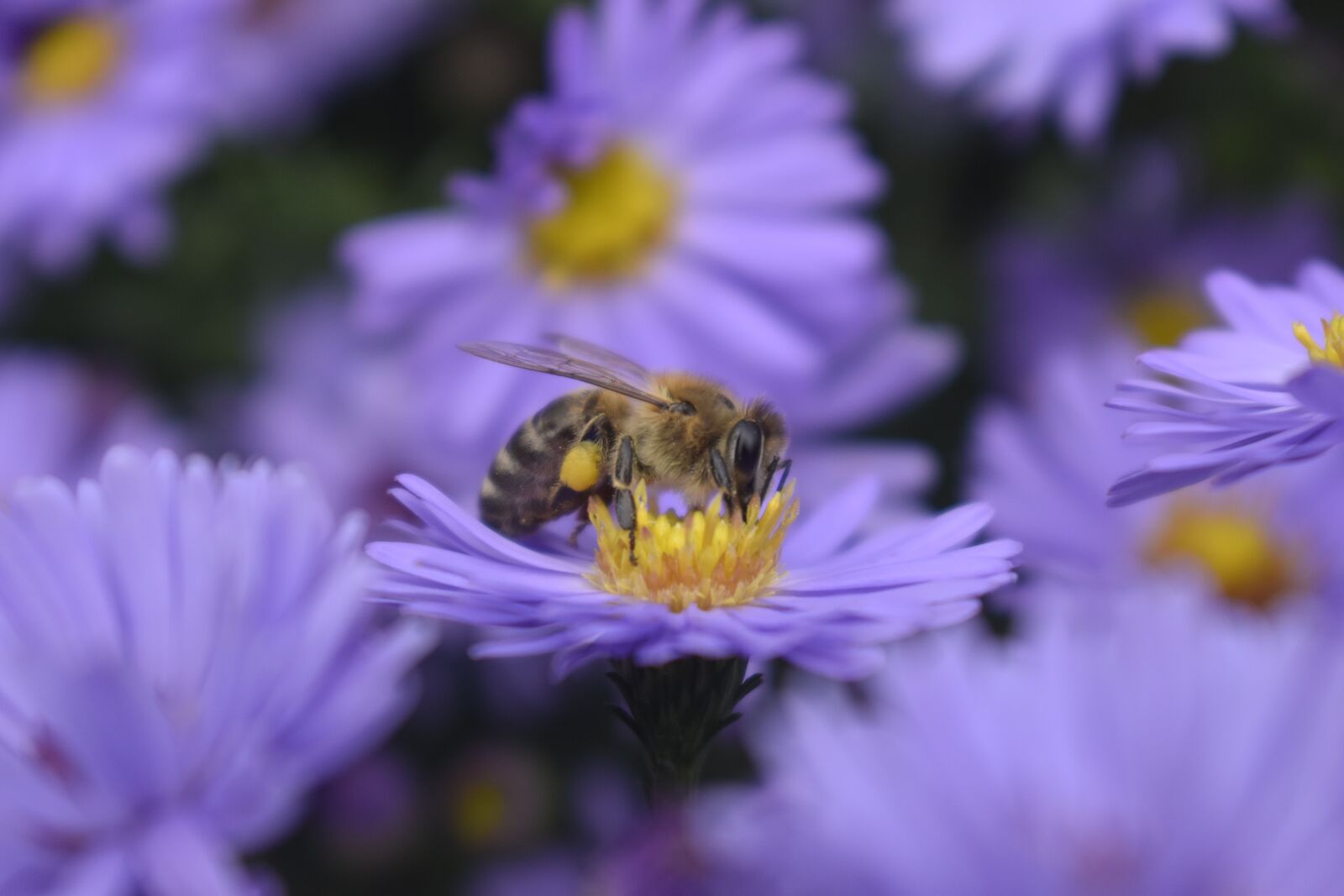 Nikon D3500 sample photo. Bi, bee, bees photography