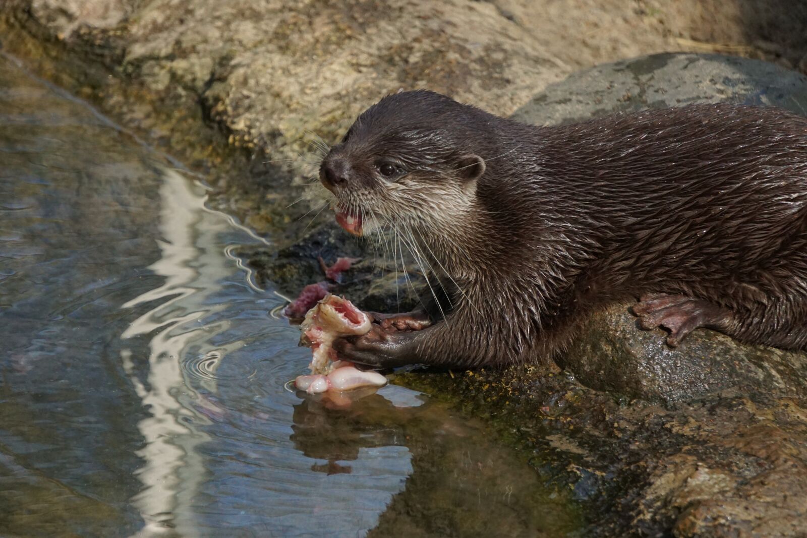 Sony a6000 sample photo. Clawed otter, mammal, waters photography