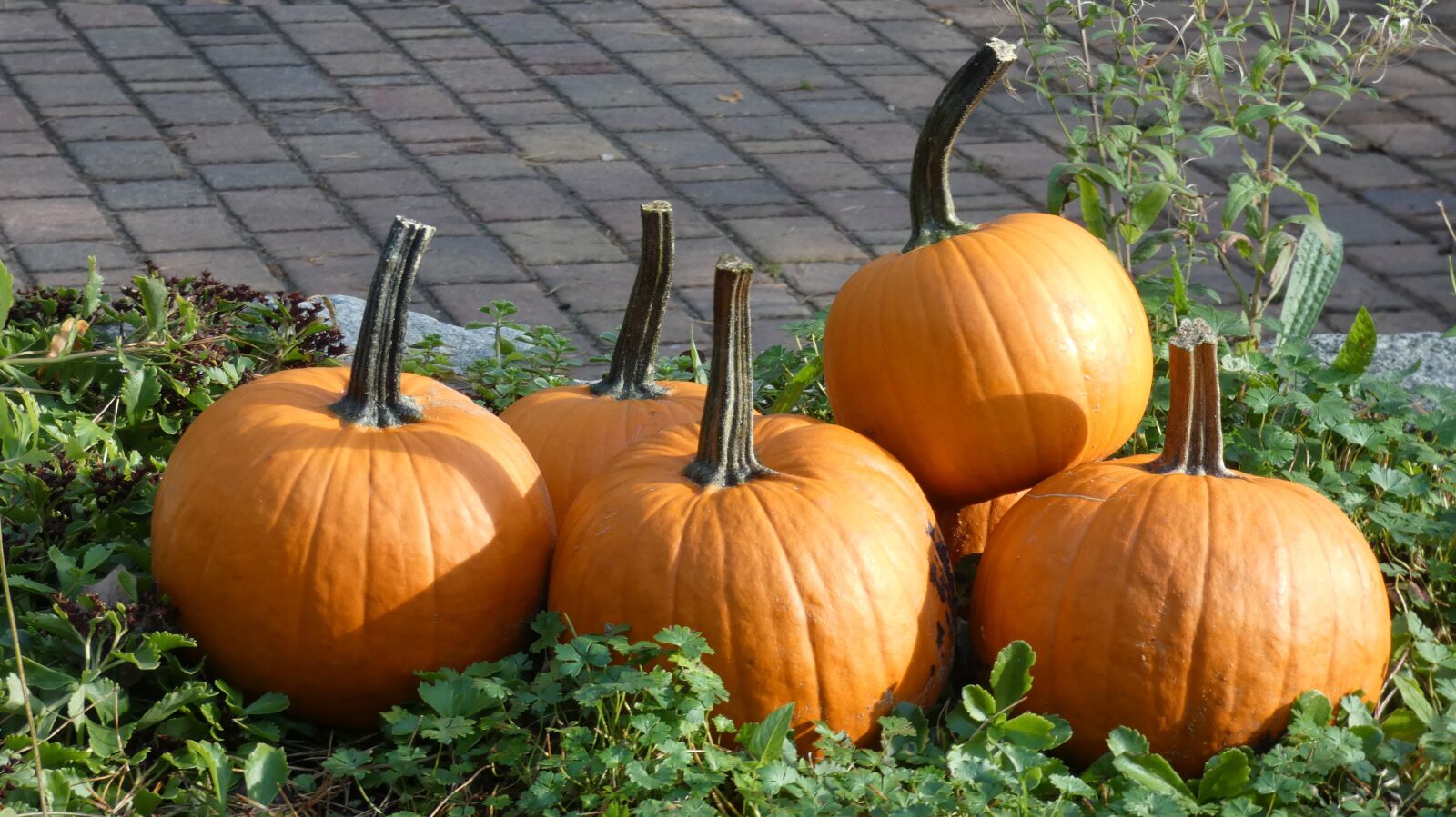 Panasonic Lumix DC-FZ80 (Lumix DC-FZ82) sample photo. Pumpkin, halloween, autumn photography