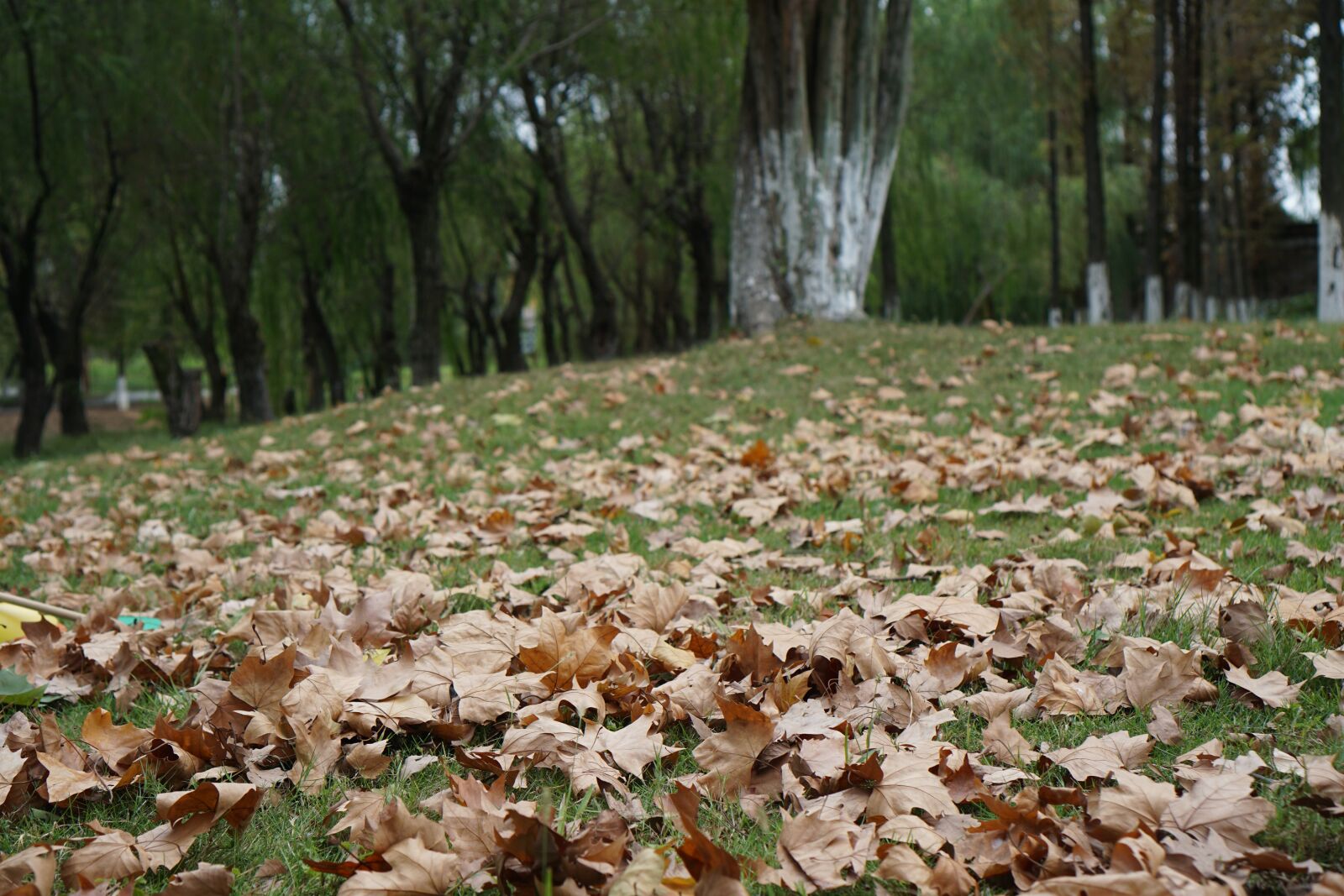 Sony a6000 sample photo. Maple leaf leaves, autumn photography