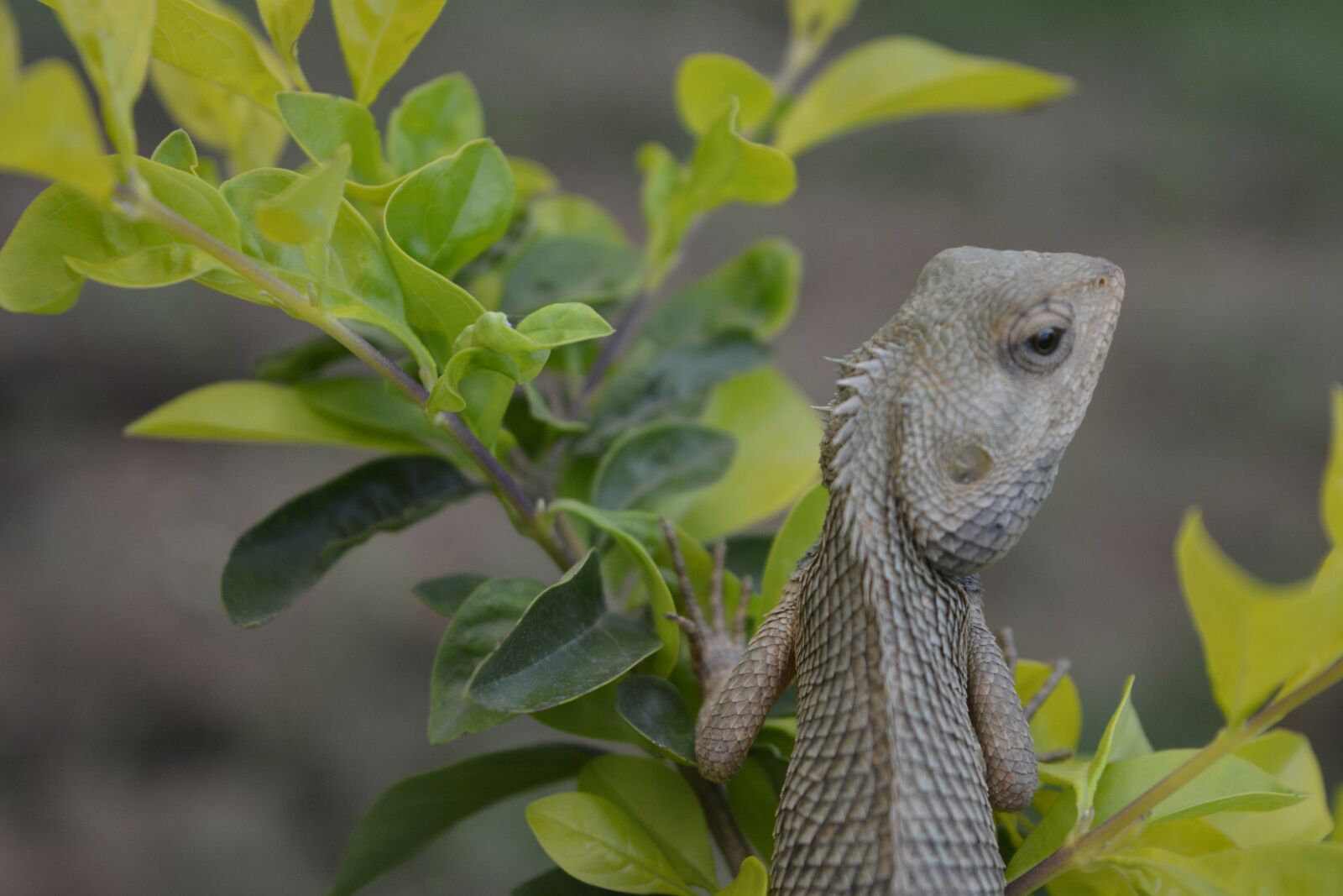 Nikon D5200 sample photo. Chameleon, nature life, wildlife photography