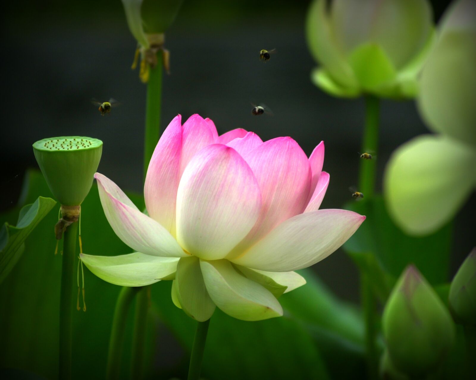 Nikon D1 sample photo. Green, bees, lotus flower photography