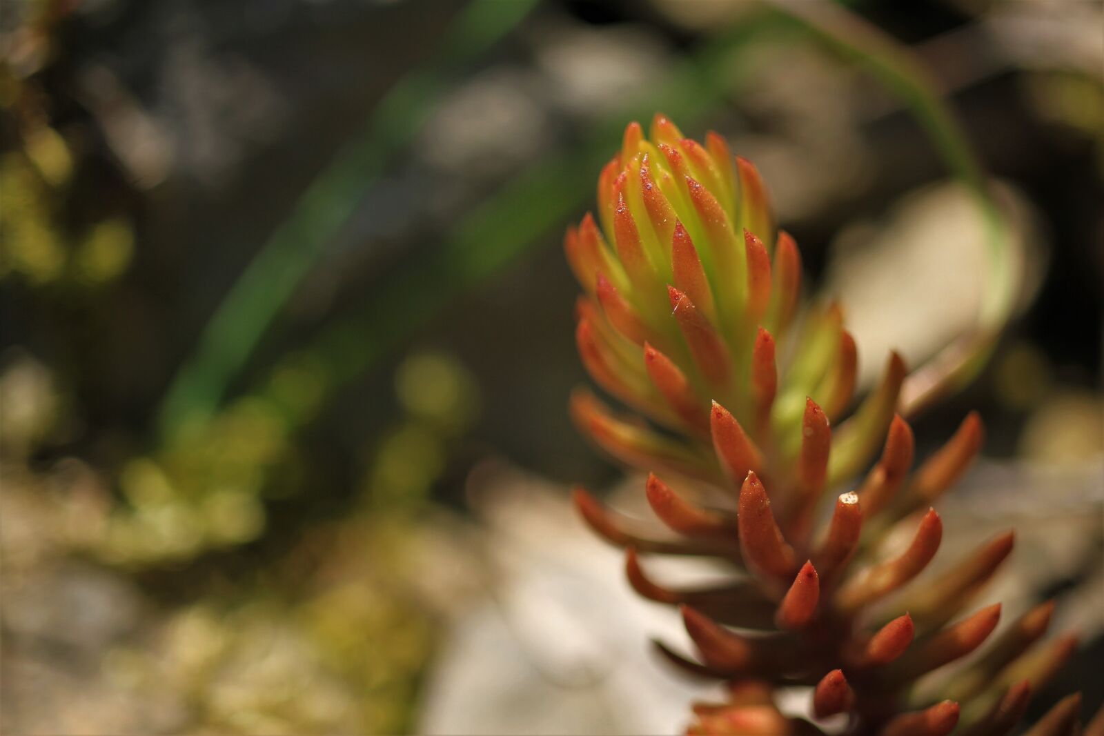 Canon EOS 7D sample photo. Succulents, spring, garden photography