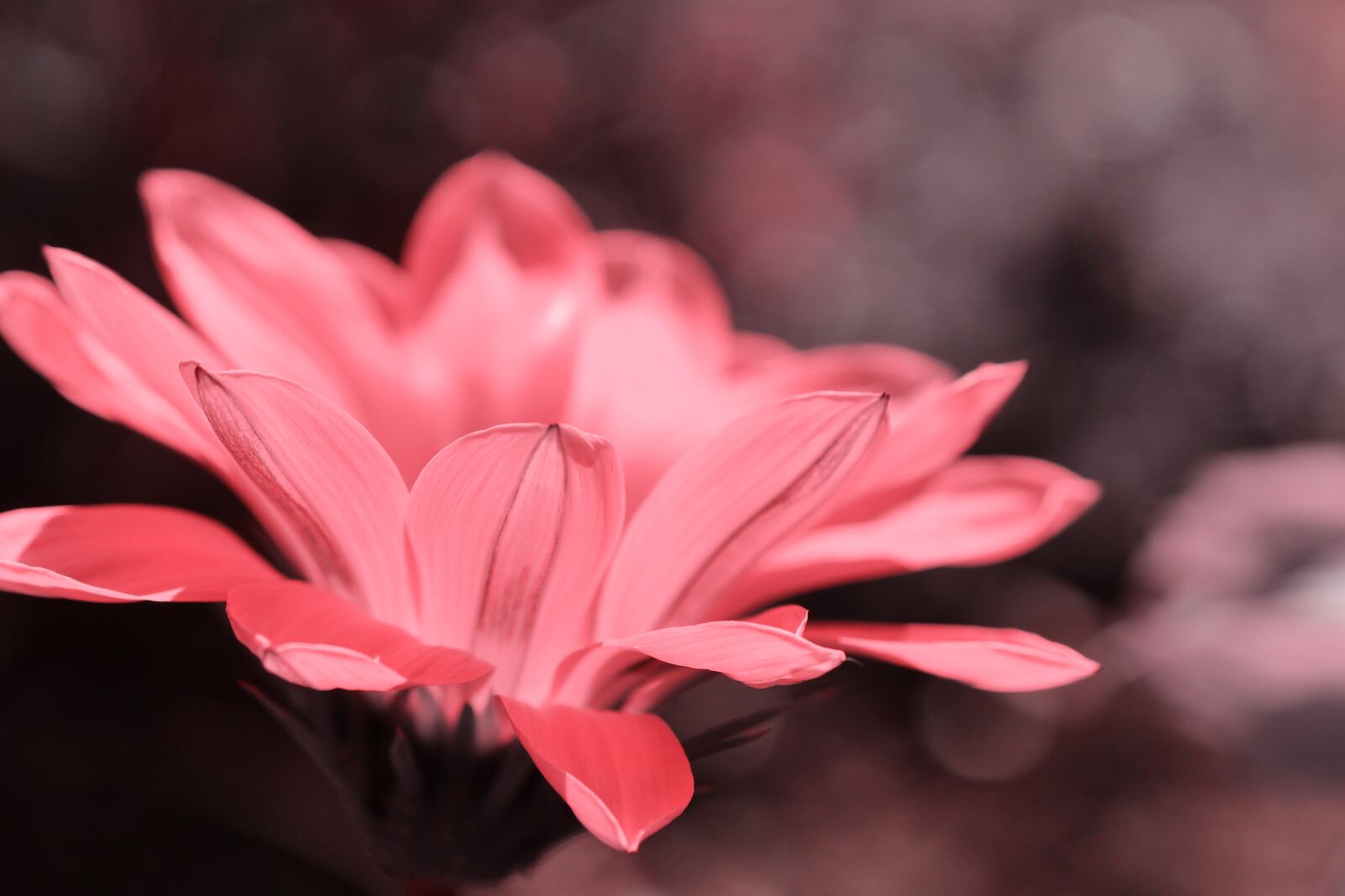 Tamron SP 90mm F2.8 Di VC USD 1:1 Macro sample photo. Flower, blossom, bloom photography