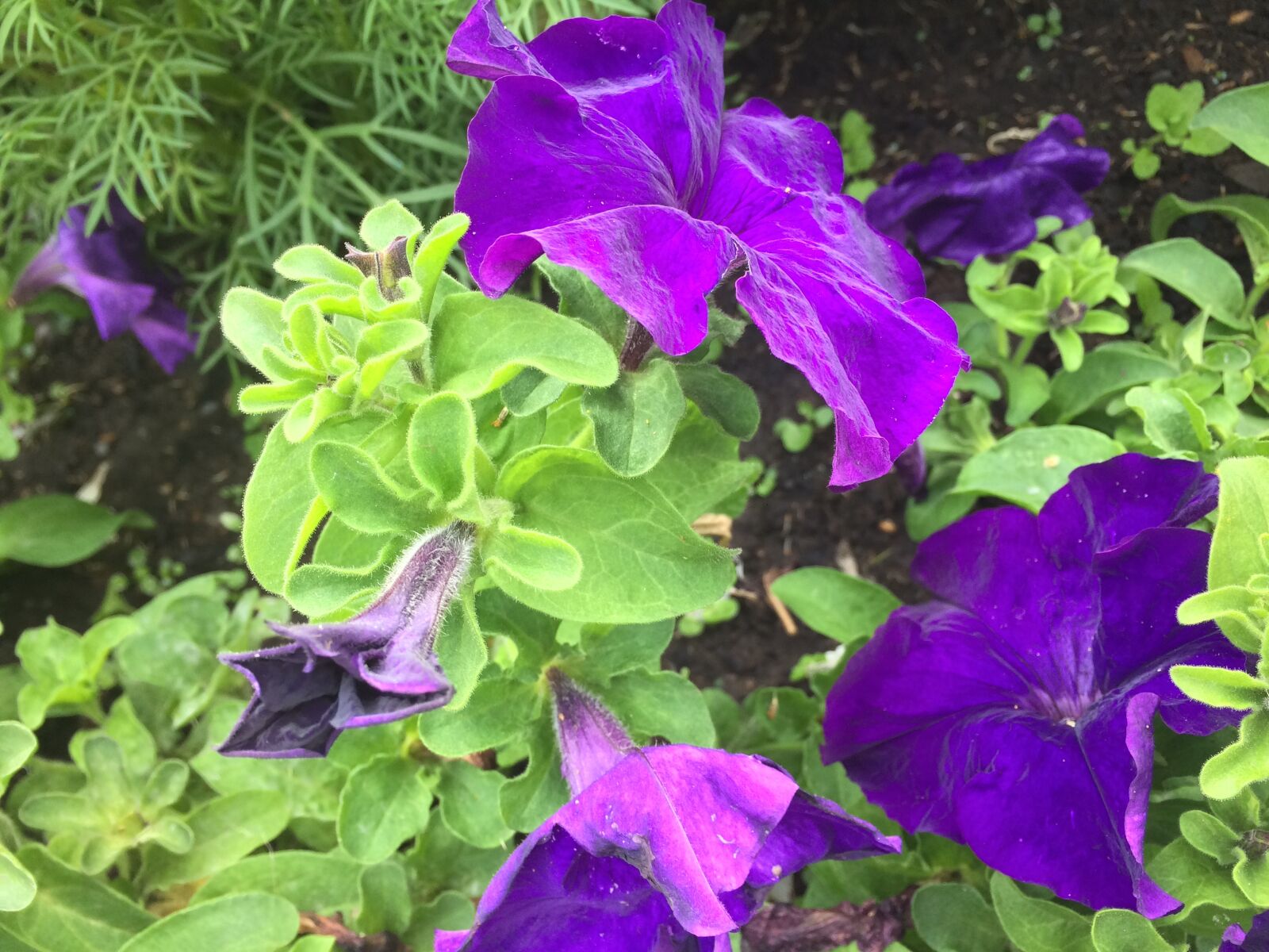 iPhone 5s back camera 4.15mm f/2.2 sample photo. Purple, flower, green photography