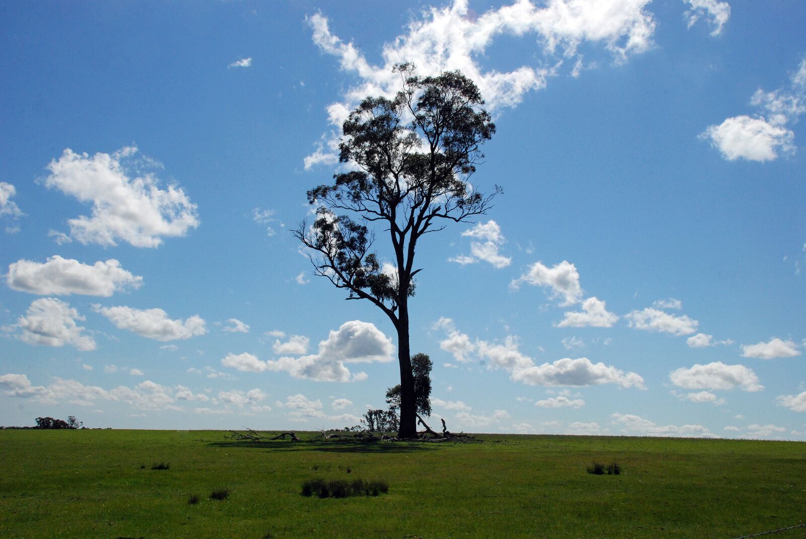 Nikon D80 sample photo. Tree, field, clouds photography