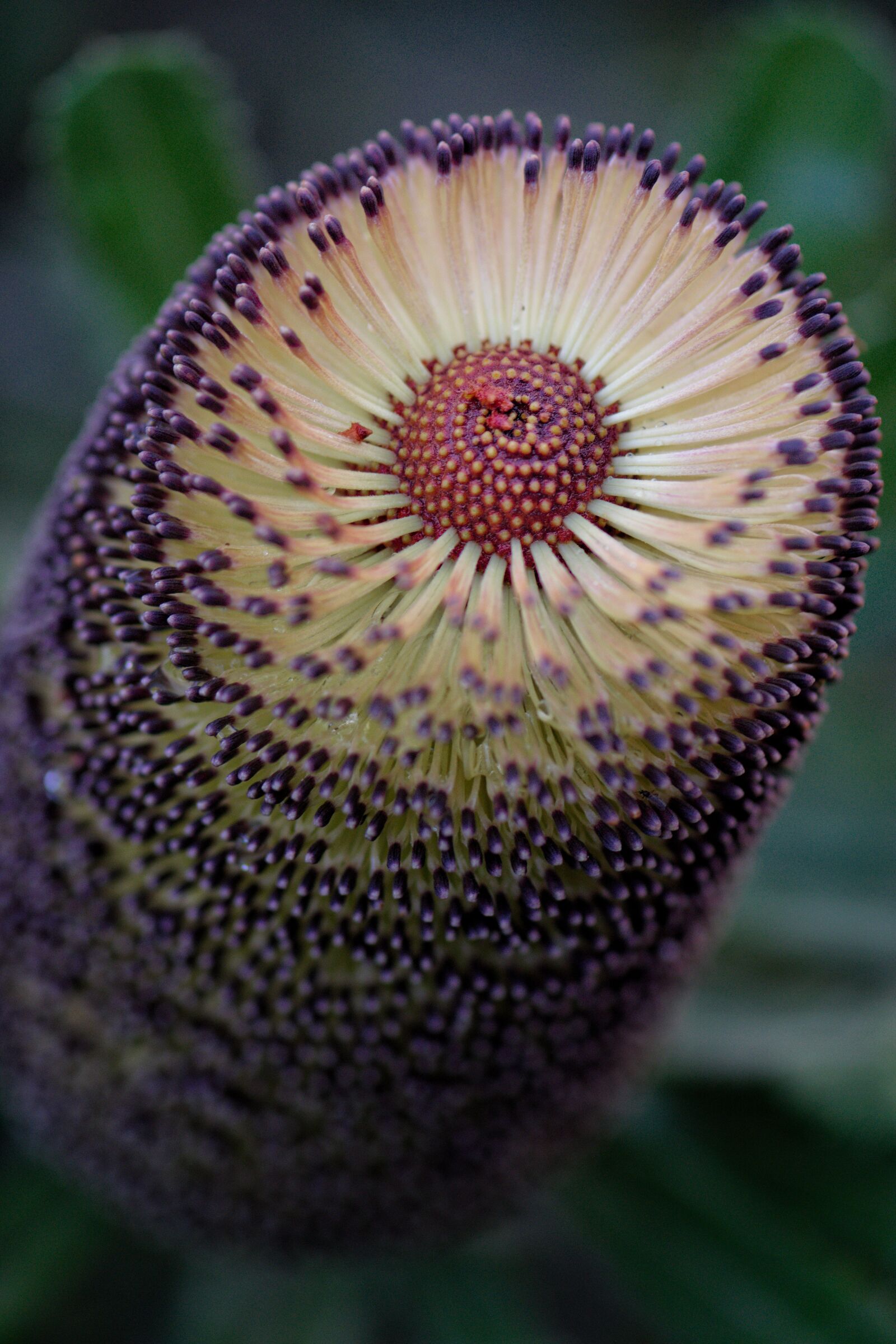 Nikon D3300 sample photo. Banksia, australian, native photography
