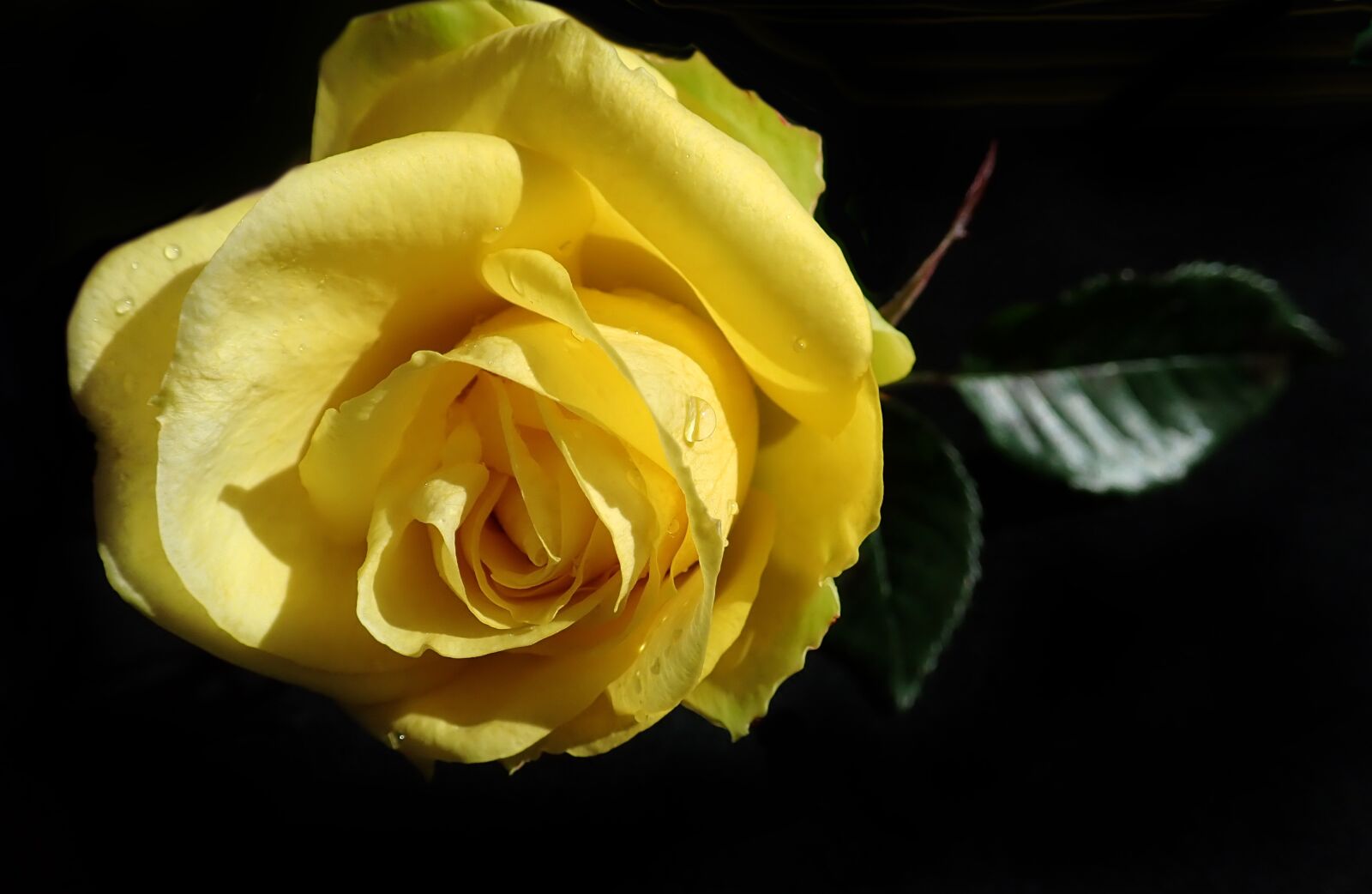 Olympus TG-5 sample photo. Rose, yellow, flower photography