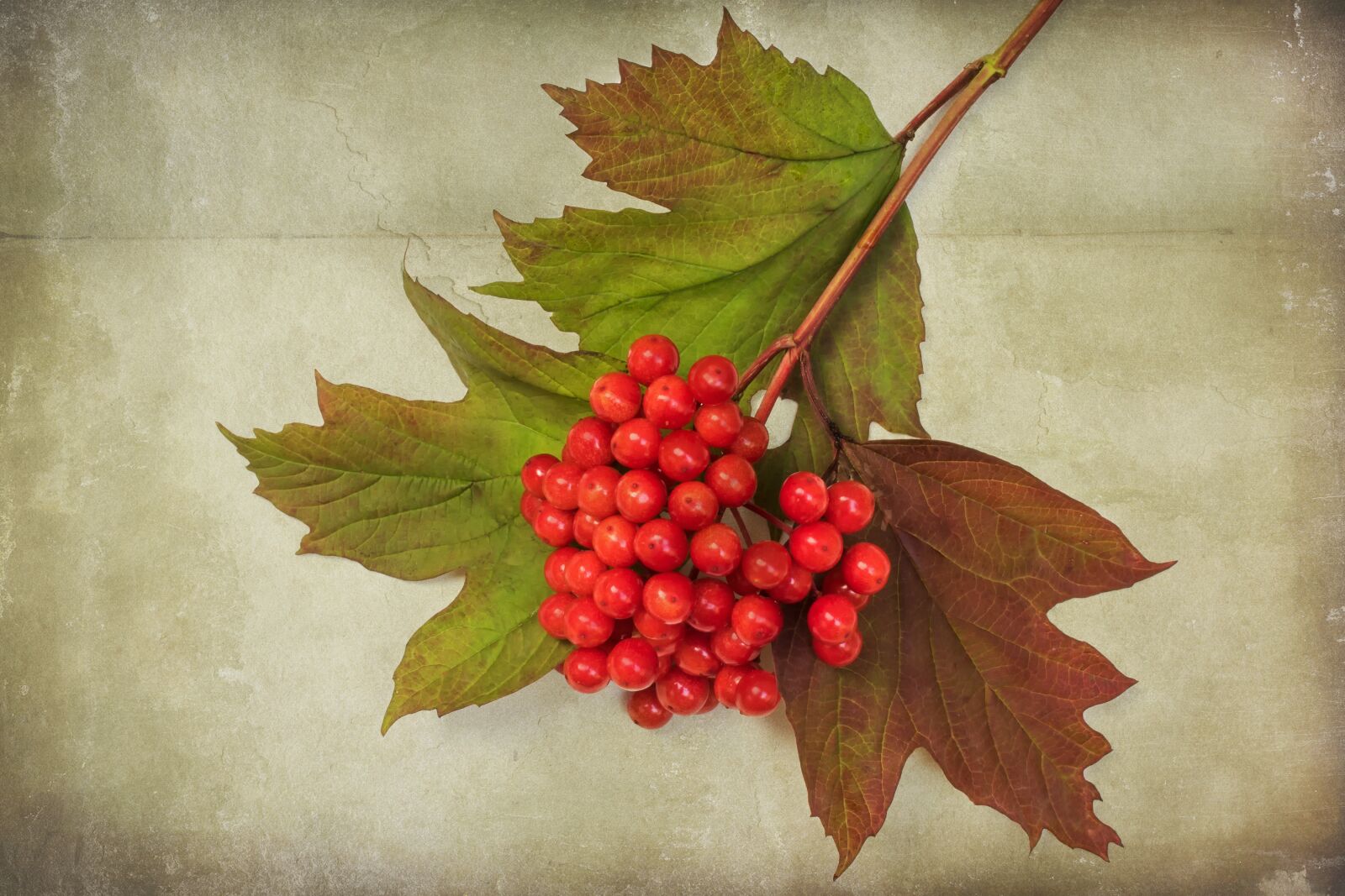 Canon EOS 7D Mark II sample photo. Textures, nature, viburnum opulus photography
