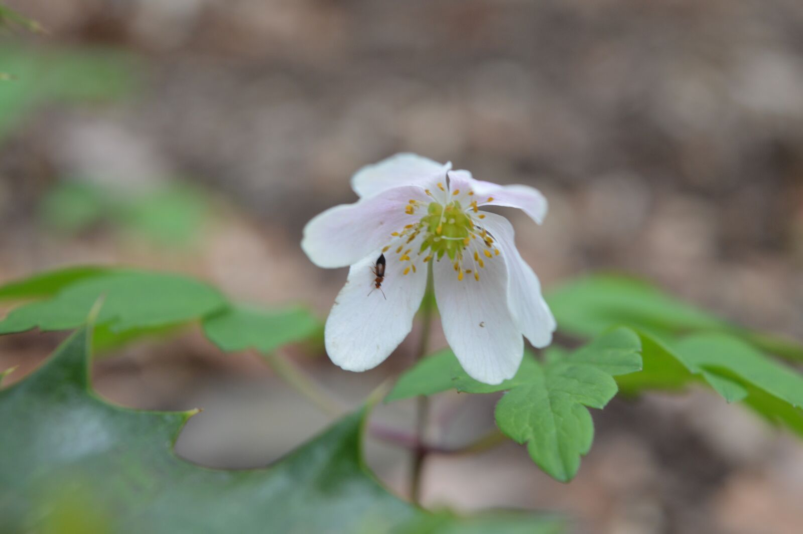 Nikon D3200 sample photo. Flower, forest, wild flower photography