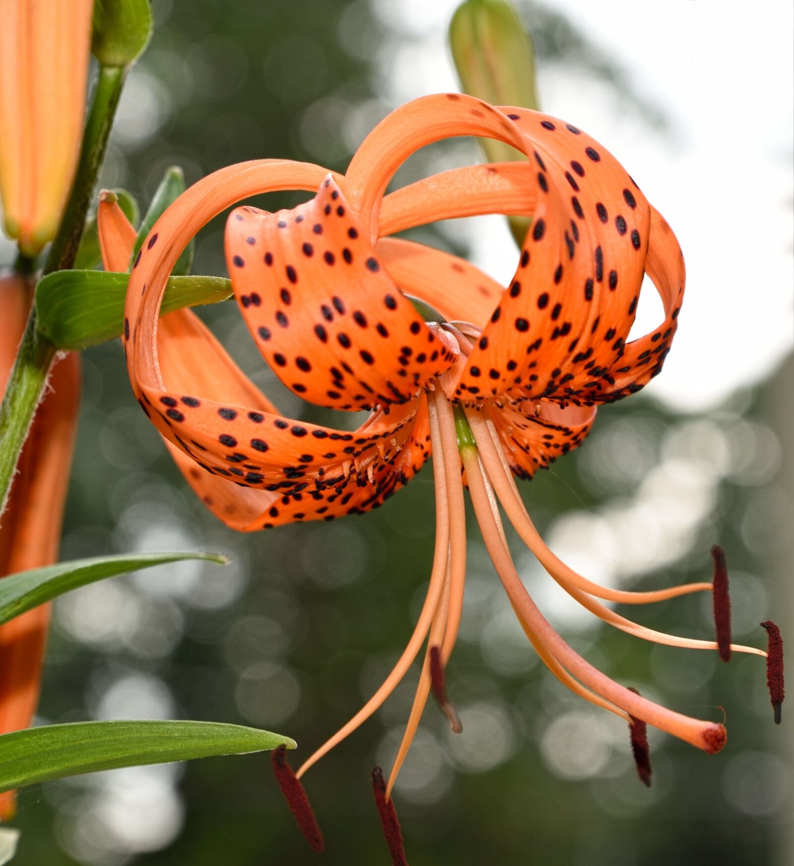 Nikon D750 sample photo. Tiger lily, lily, flower photography