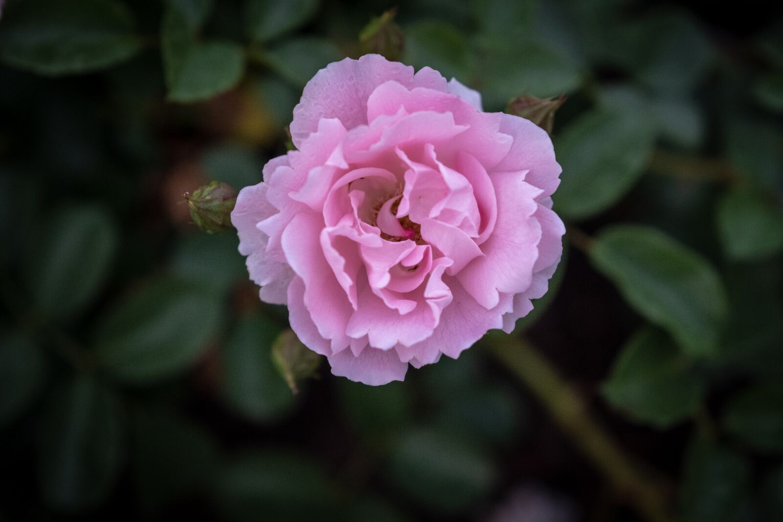 Fujifilm X-T2 sample photo. Rose, red, blossom photography