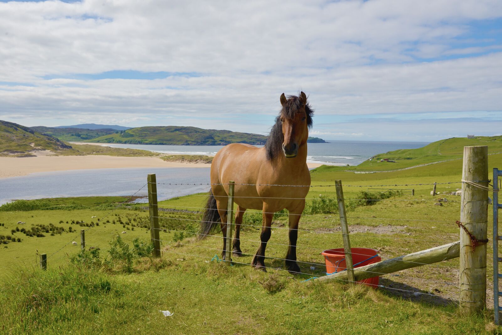Nikon D600 sample photo. Scotland, horses, landscape photography