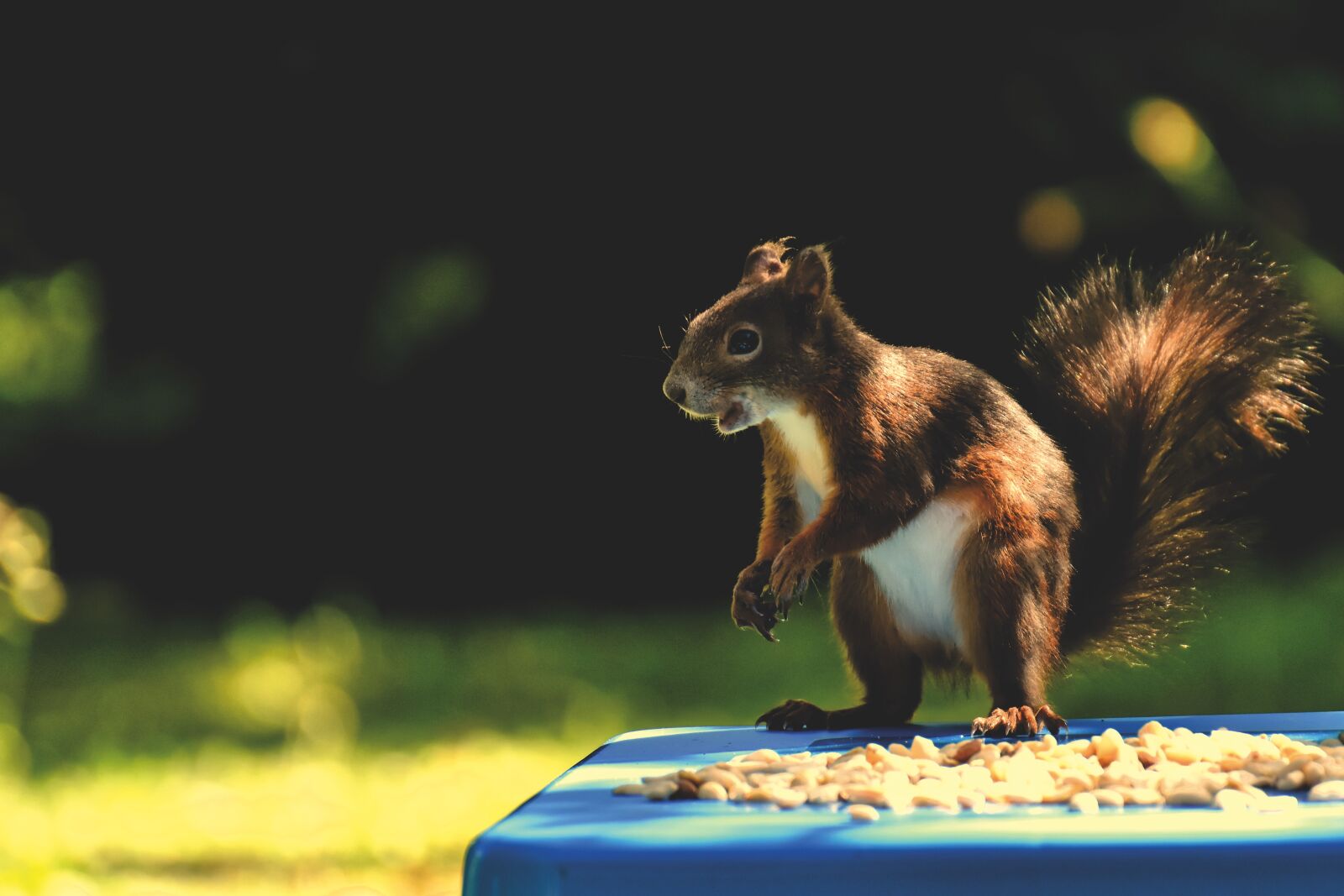 Nikon D7200 sample photo. Squirrel, animal, nager photography