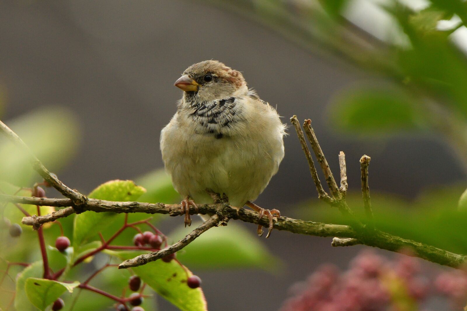 Nikon D500 sample photo. Bird, sparrow, nature photography