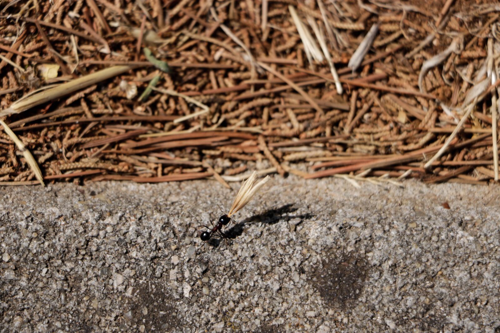 Canon EOS 750D (EOS Rebel T6i / EOS Kiss X8i) sample photo. Nature, ant, insect photography