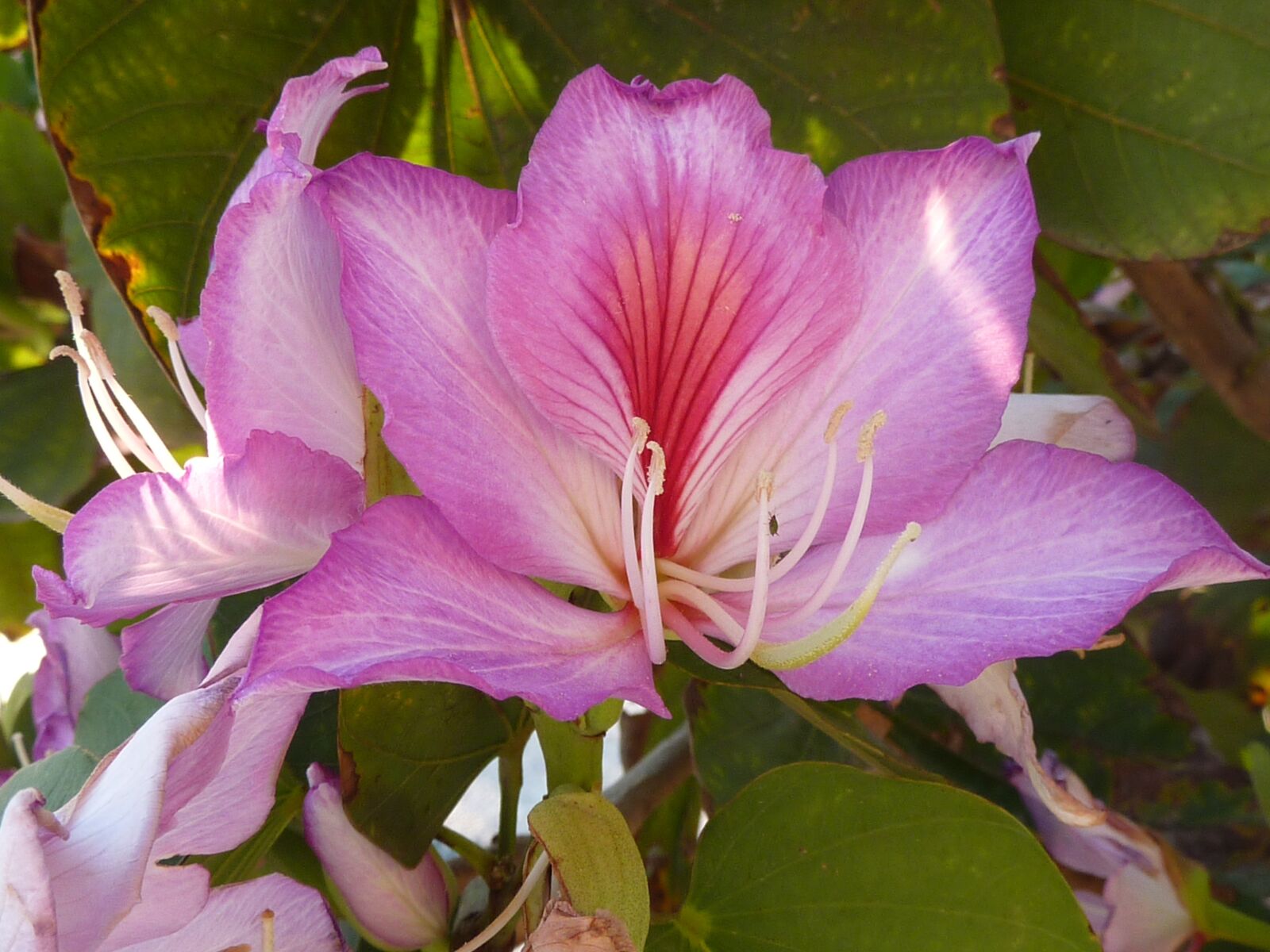 Panasonic DMC-TZ7 sample photo. Summer, flower, purple flower photography
