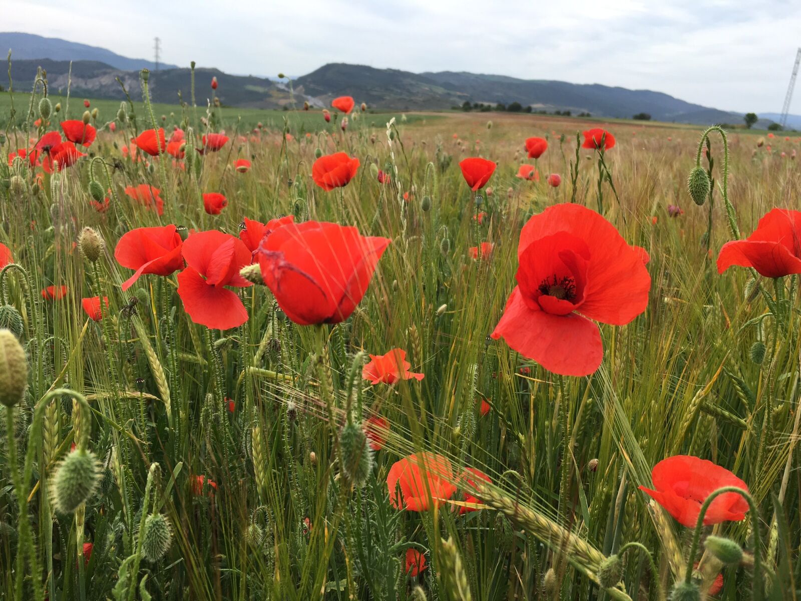 Apple iPhone 6s sample photo. Poppy, agriculture, barley photography