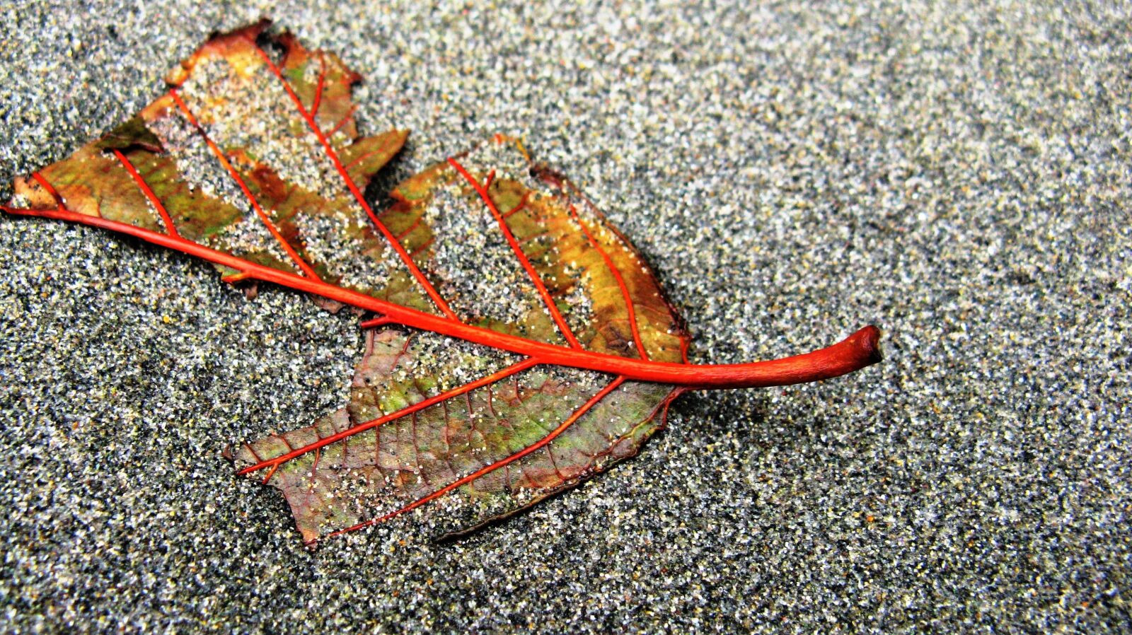 Canon POWERSHOT A720 IS sample photo. Leaf, leaves, sand photography