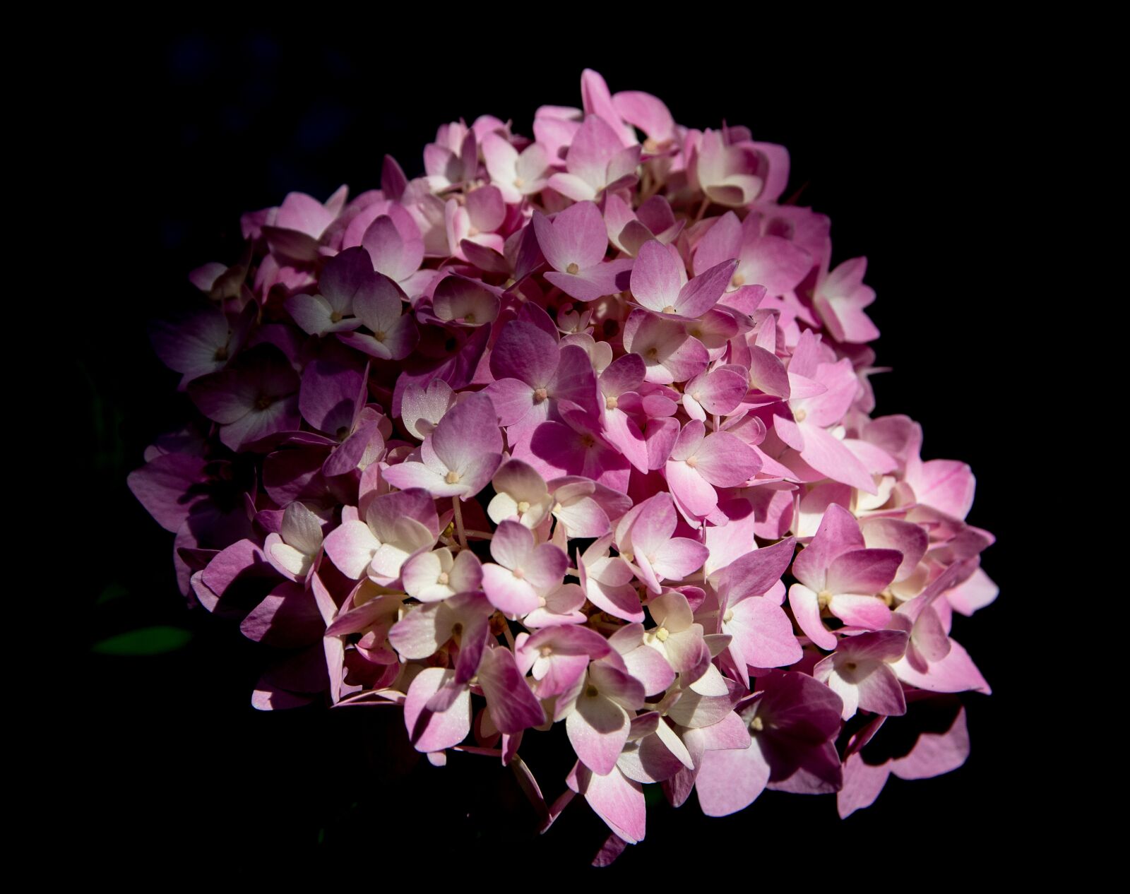 Canon EOS 80D sample photo. Hydrangea, plant, flower photography