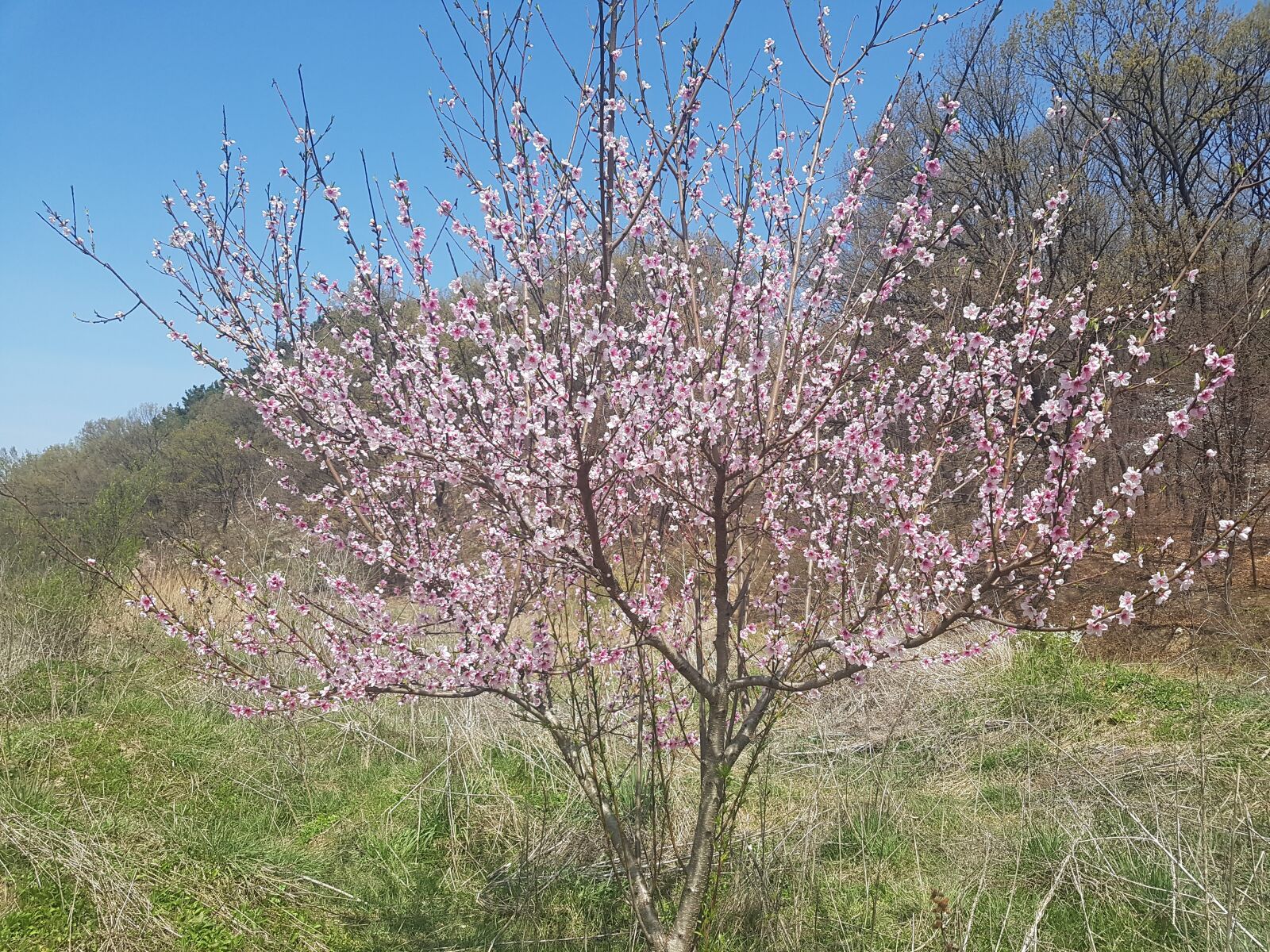 Samsung Galaxy S7 sample photo. Flowers, spring, wood photography