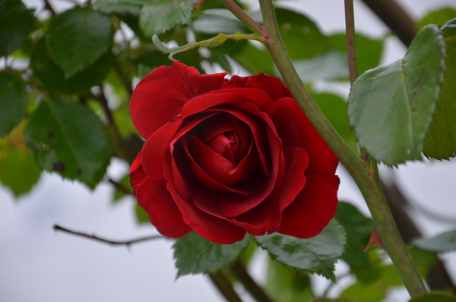 Nikon D5100 sample photo. Red rose, flower, red photography