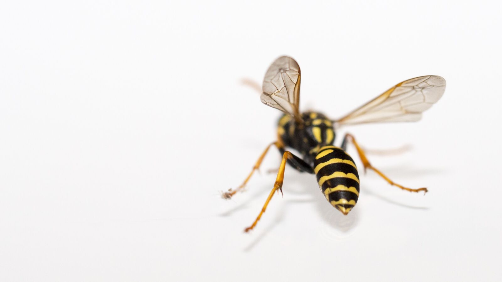 Olympus M.Zuiko Digital ED 60mm F2.8 Macro sample photo. Wasp, insect, macro photography