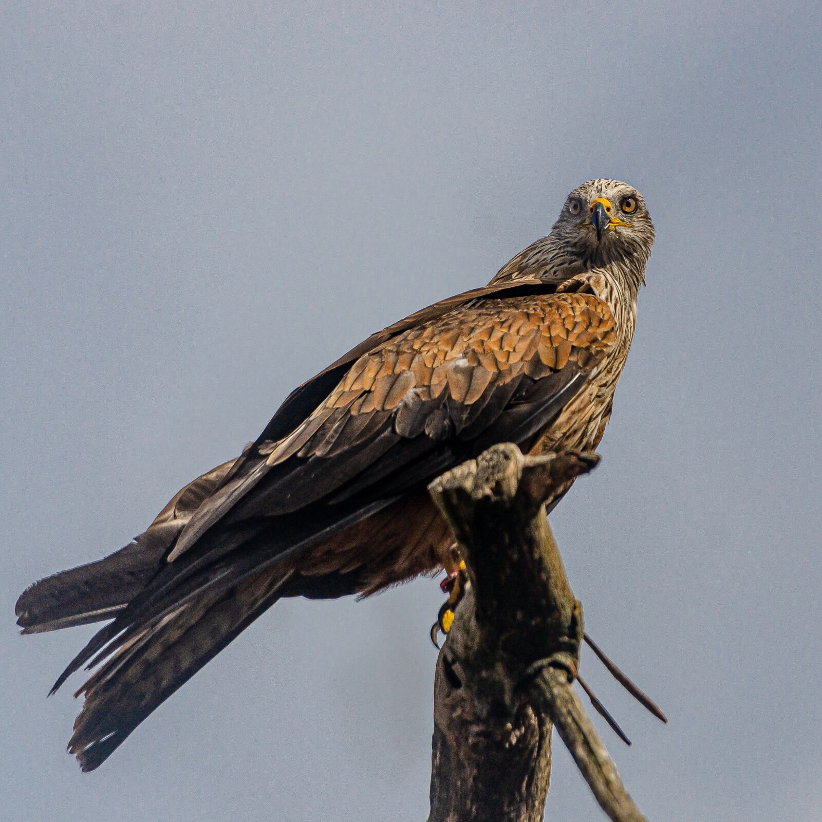 Nikon D7000 sample photo. Eagle, raptor, bird photography