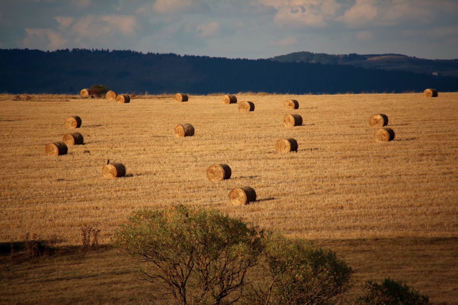 Canon EOS 5D Mark III sample photo. Autumn, field, in the photography