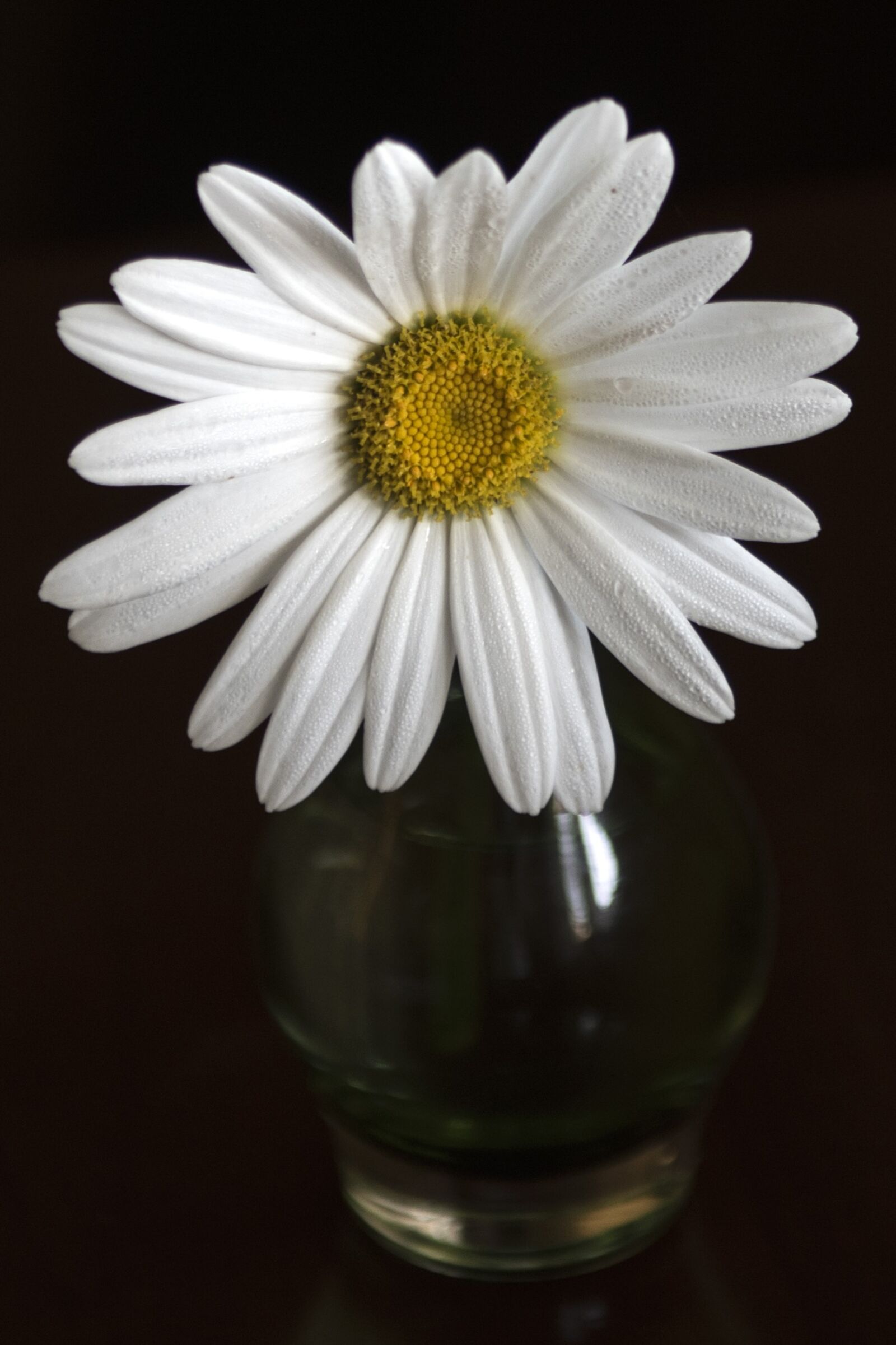 Nikon D810 sample photo. Daisy, flower, white photography