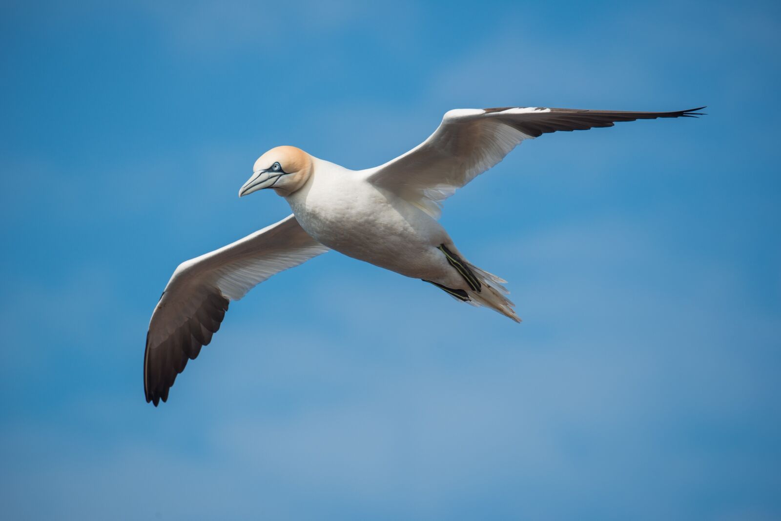 Nikon D800 sample photo. Northern gannet, bird, flight photography
