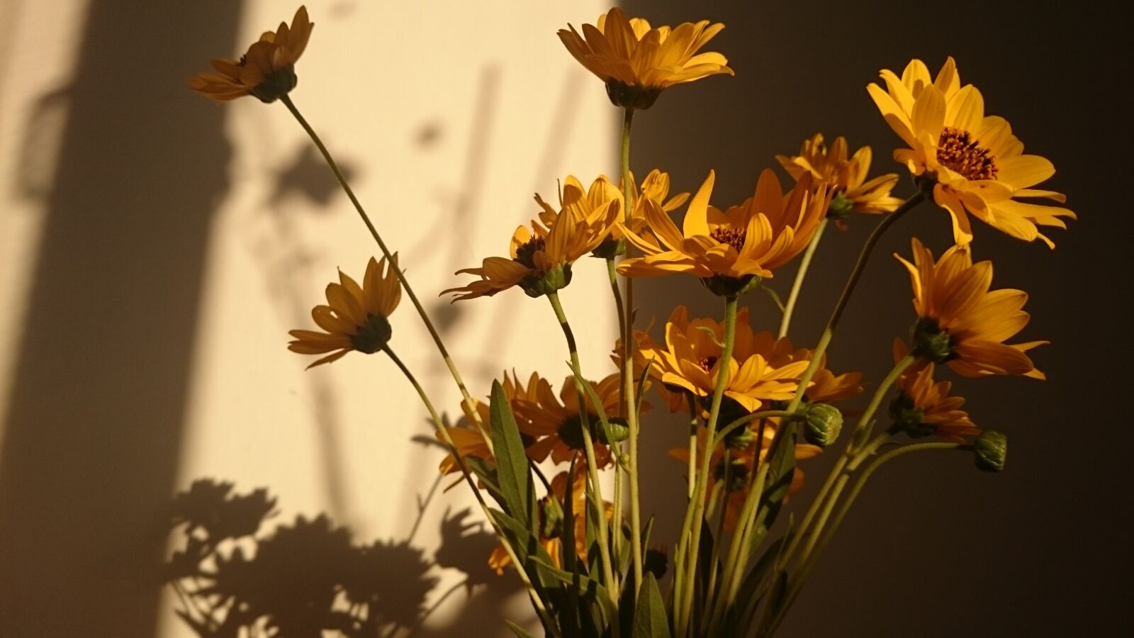 Sony Xperia Z1 Compact sample photo. Flowers, sun, yellow photography