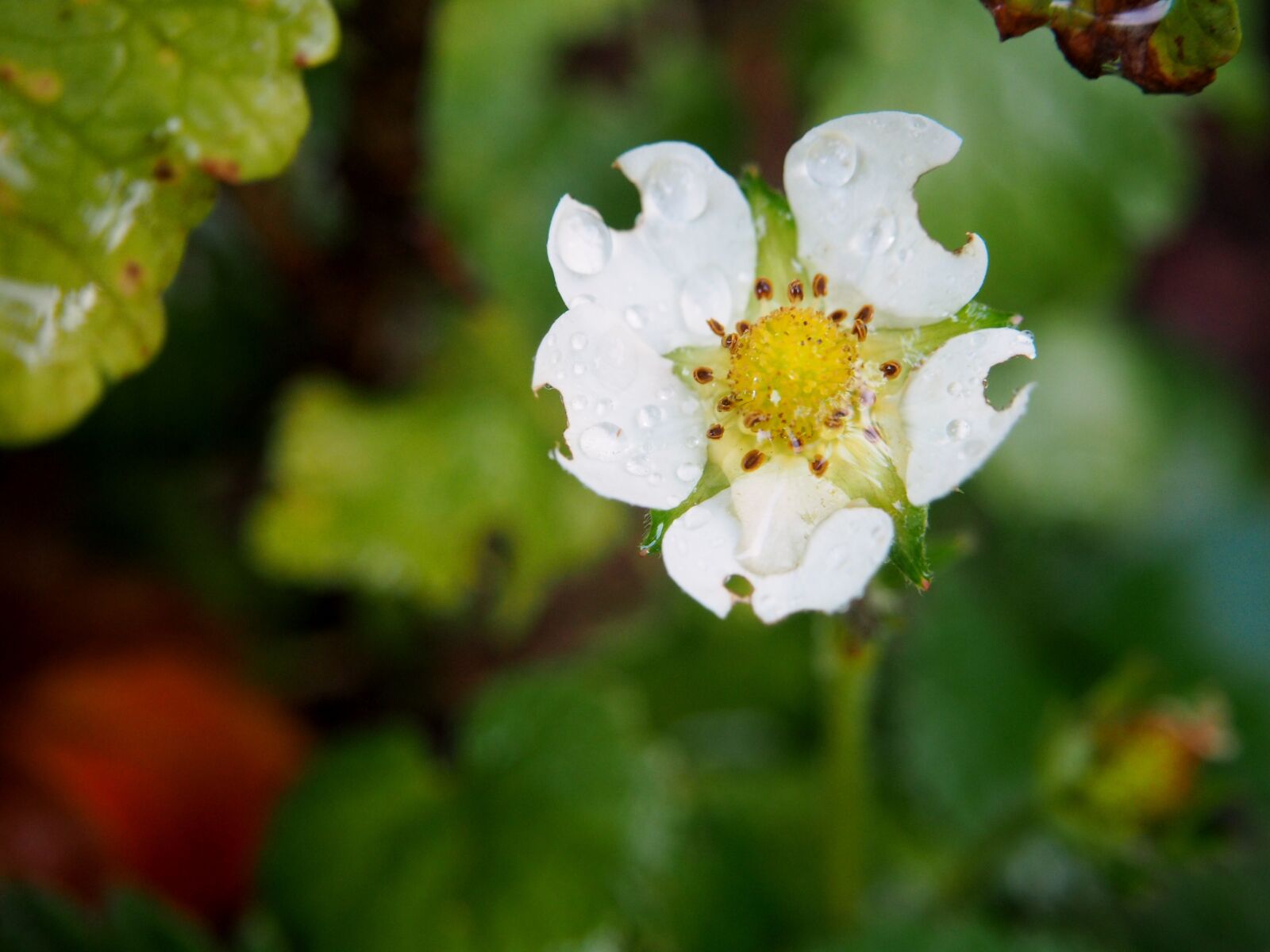 Olympus OM-D E-M10 sample photo. Strawberry flower, strawberry, blossom photography