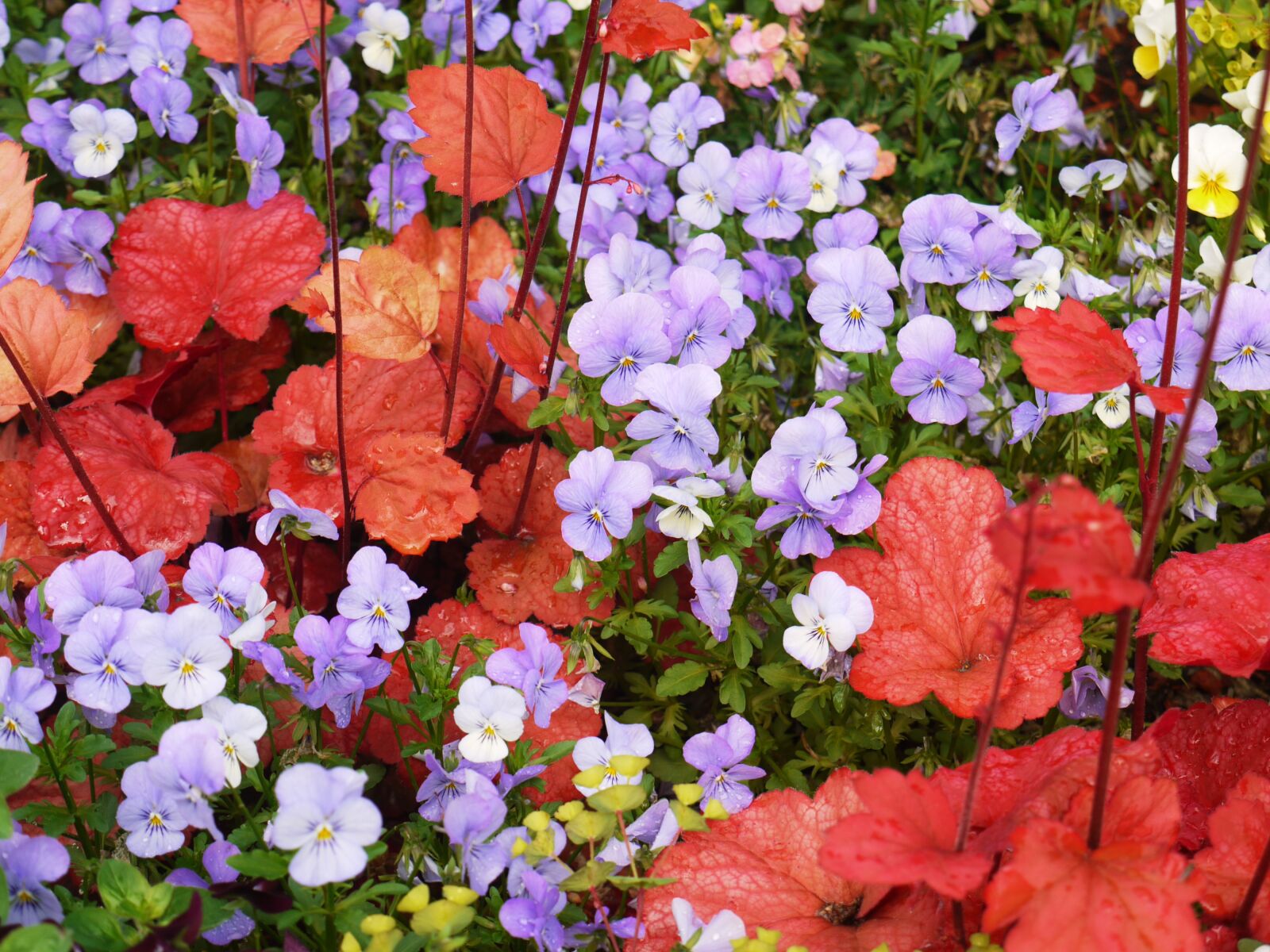 Panasonic Lumix DMC-G1 sample photo. Pansy, coral bells, decorative photography