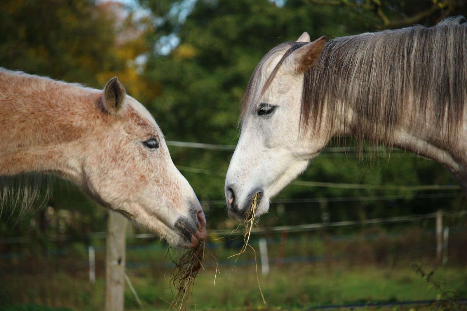 Canon EOS 100D (EOS Rebel SL1 / EOS Kiss X7) sample photo. Horse, mold, thoroughbred arabian photography