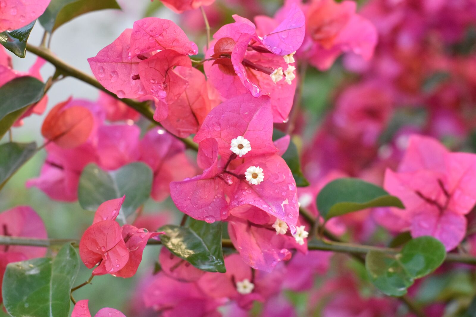 Nikon D5500 sample photo. Evergreen flower, dubai, red photography