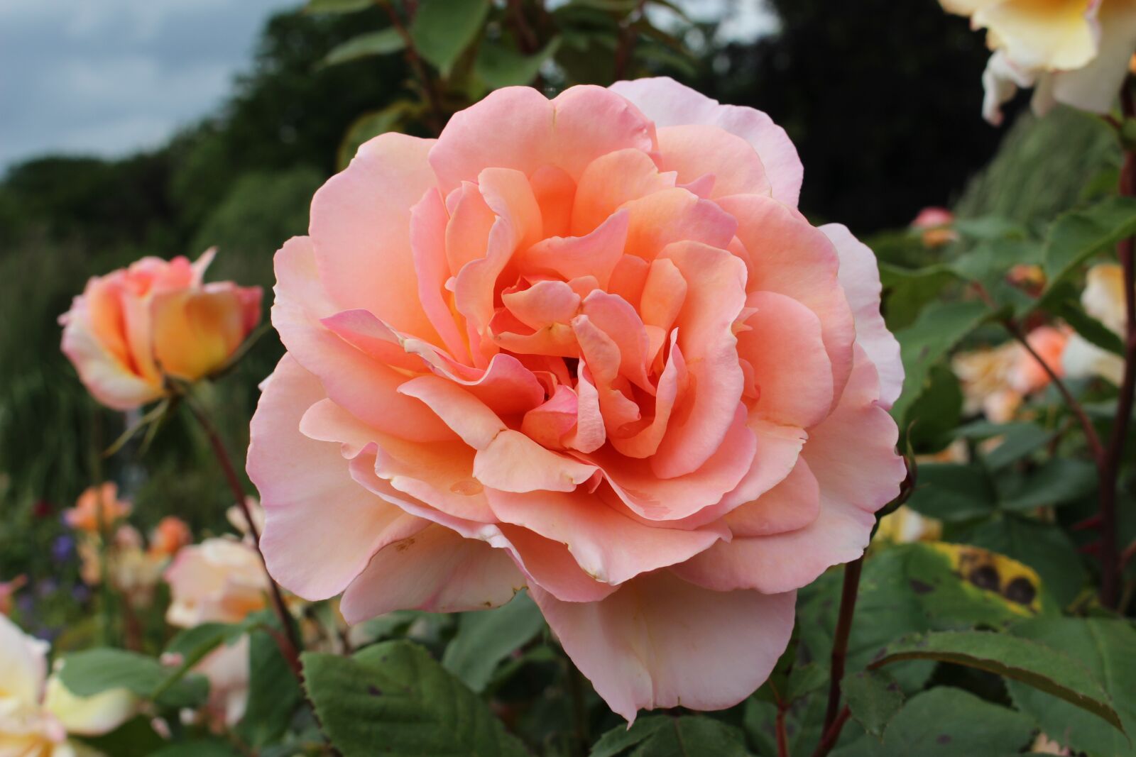 Canon EOS 700D (EOS Rebel T5i / EOS Kiss X7i) sample photo. Pink rose, rose lachs photography