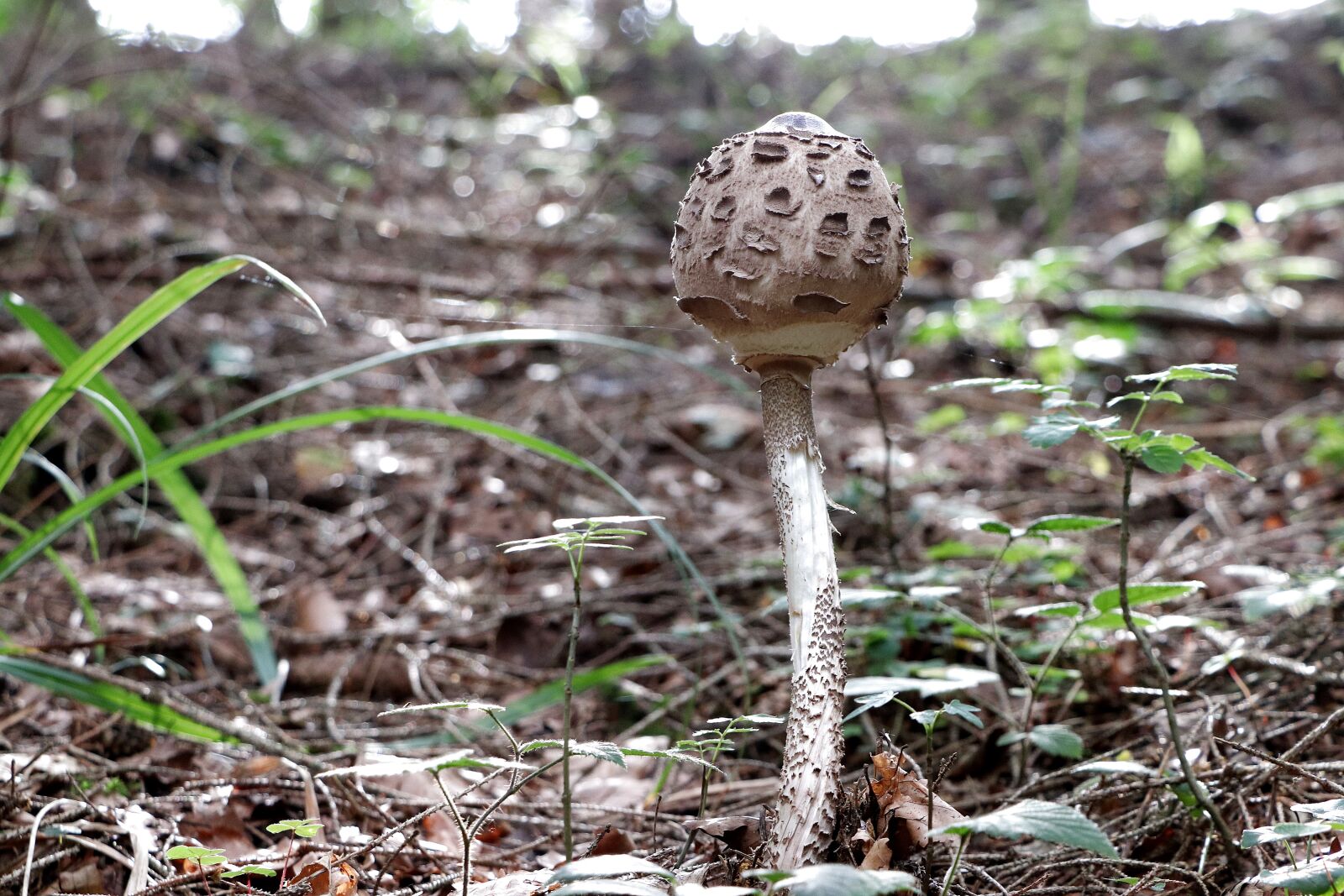 Canon EOS 77D (EOS 9000D / EOS 770D) + Canon EF-S 18-135mm F3.5-5.6 IS STM sample photo. Parasol, mushroom, schirmling photography