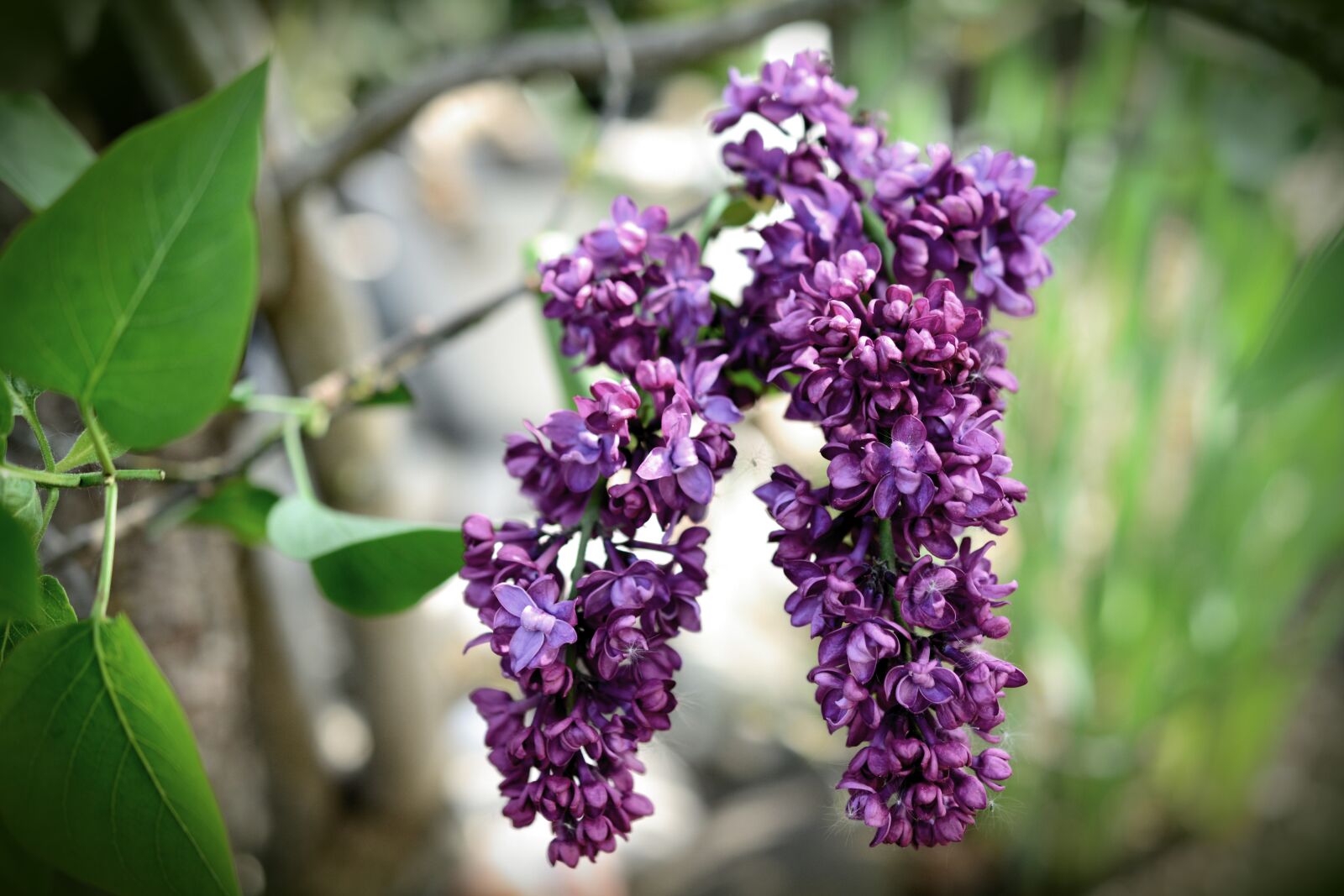 Nikon D5200 sample photo. Lilac, lilac flower, lilac photography