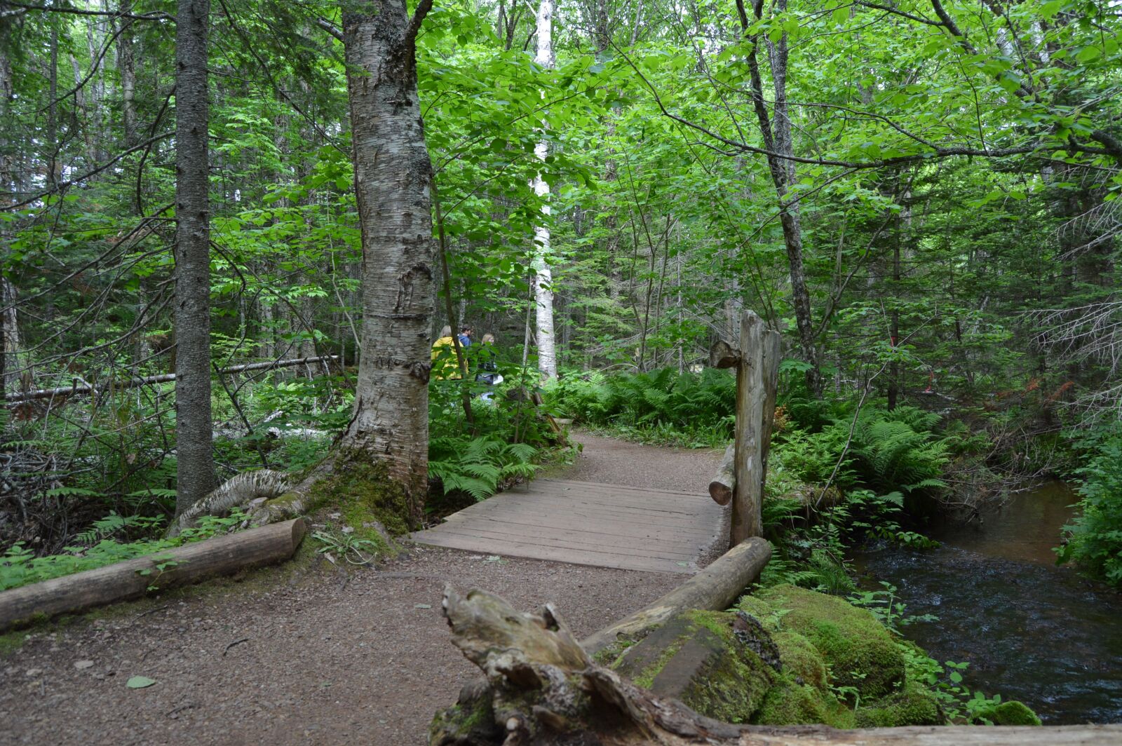 Nikon D3200 sample photo. Forest, path, pathway photography