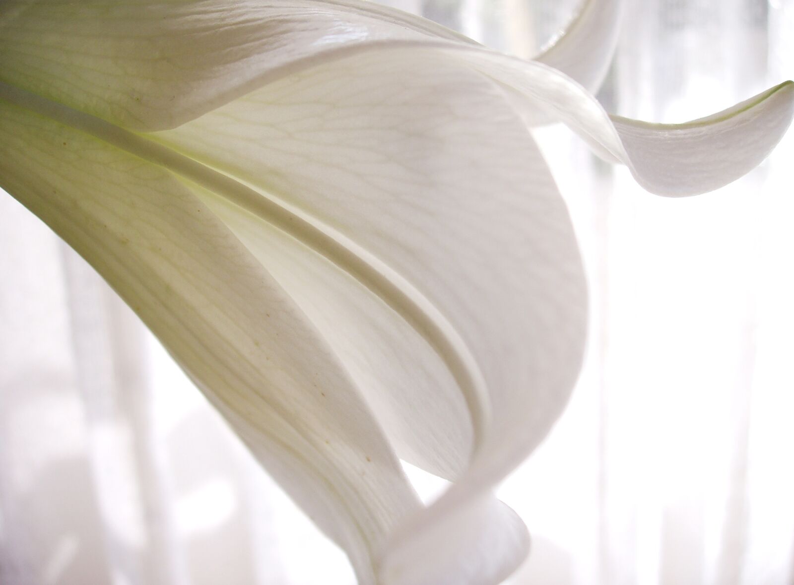 Olympus C-5000Z sample photo. Lily, white, close up photography