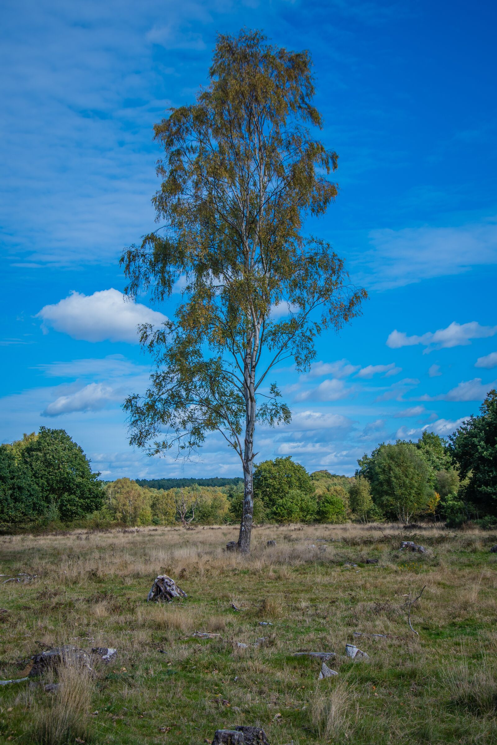 Nikon D500 sample photo. Flora, tree, plant photography