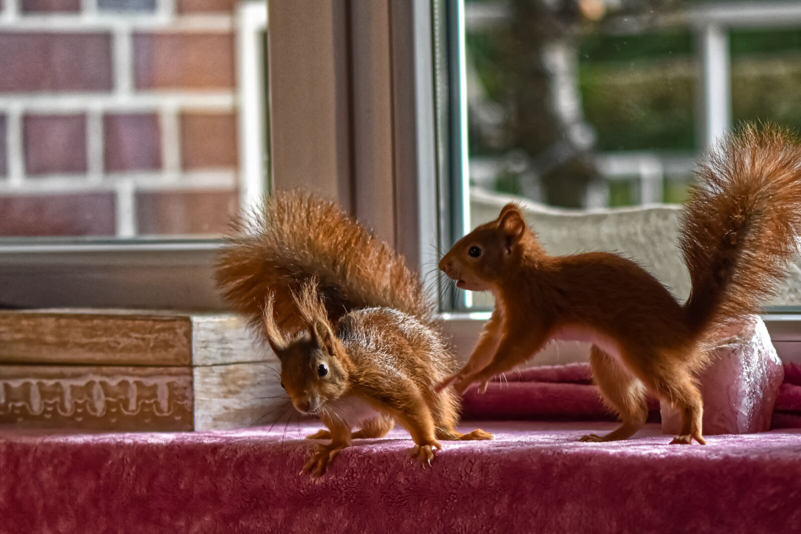 Nikon D7200 sample photo. Squirrel, young animal, small photography