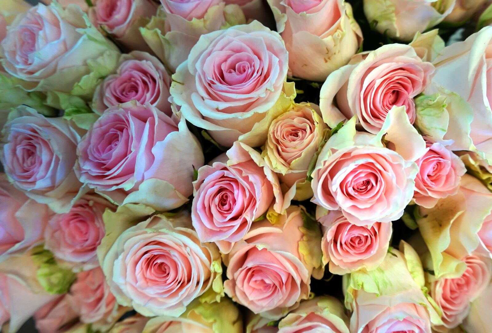 Sony Alpha a5000 (ILCE 5000) sample photo. Roses, blossom, bloom photography