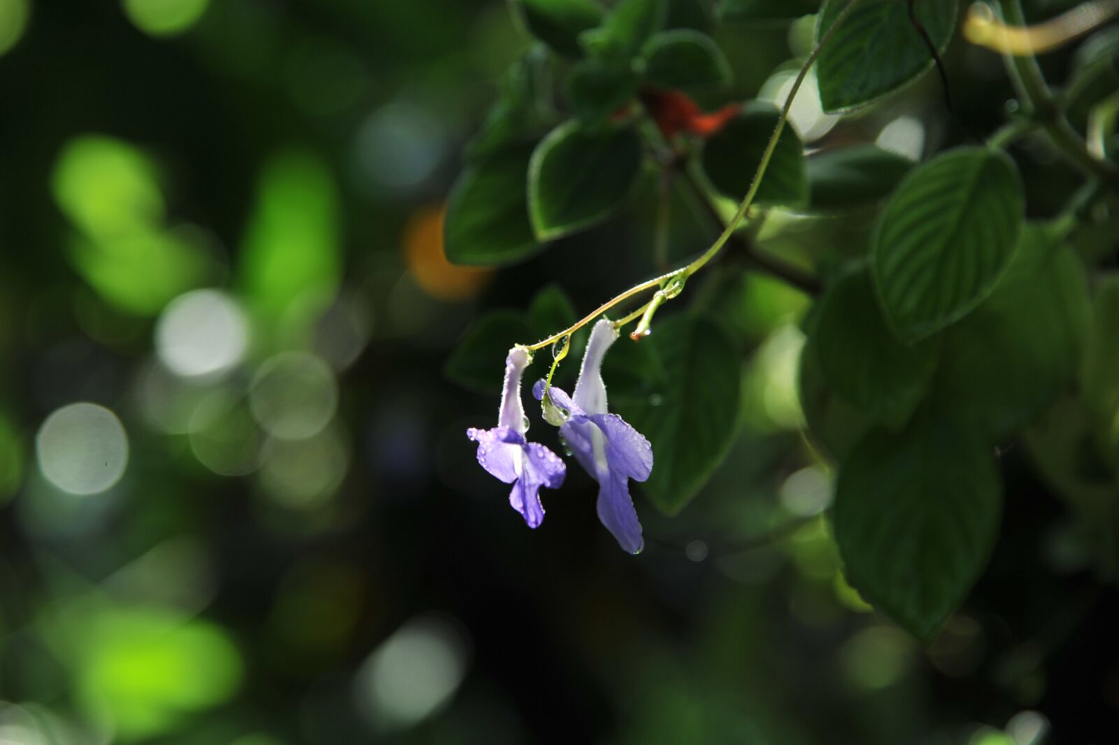Nikon D700 sample photo. Flower, flowers, orchids photography