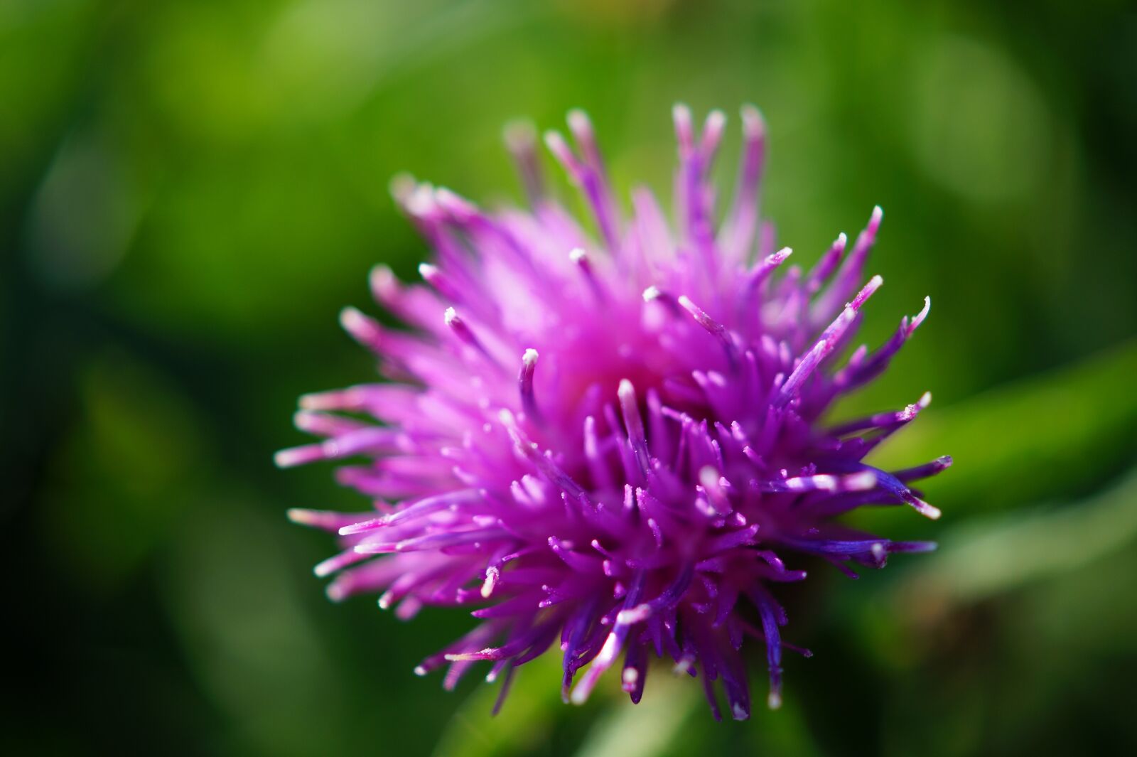 Sony DT 30mm F2.8 Macro SAM sample photo. Flower, violet, petal photography